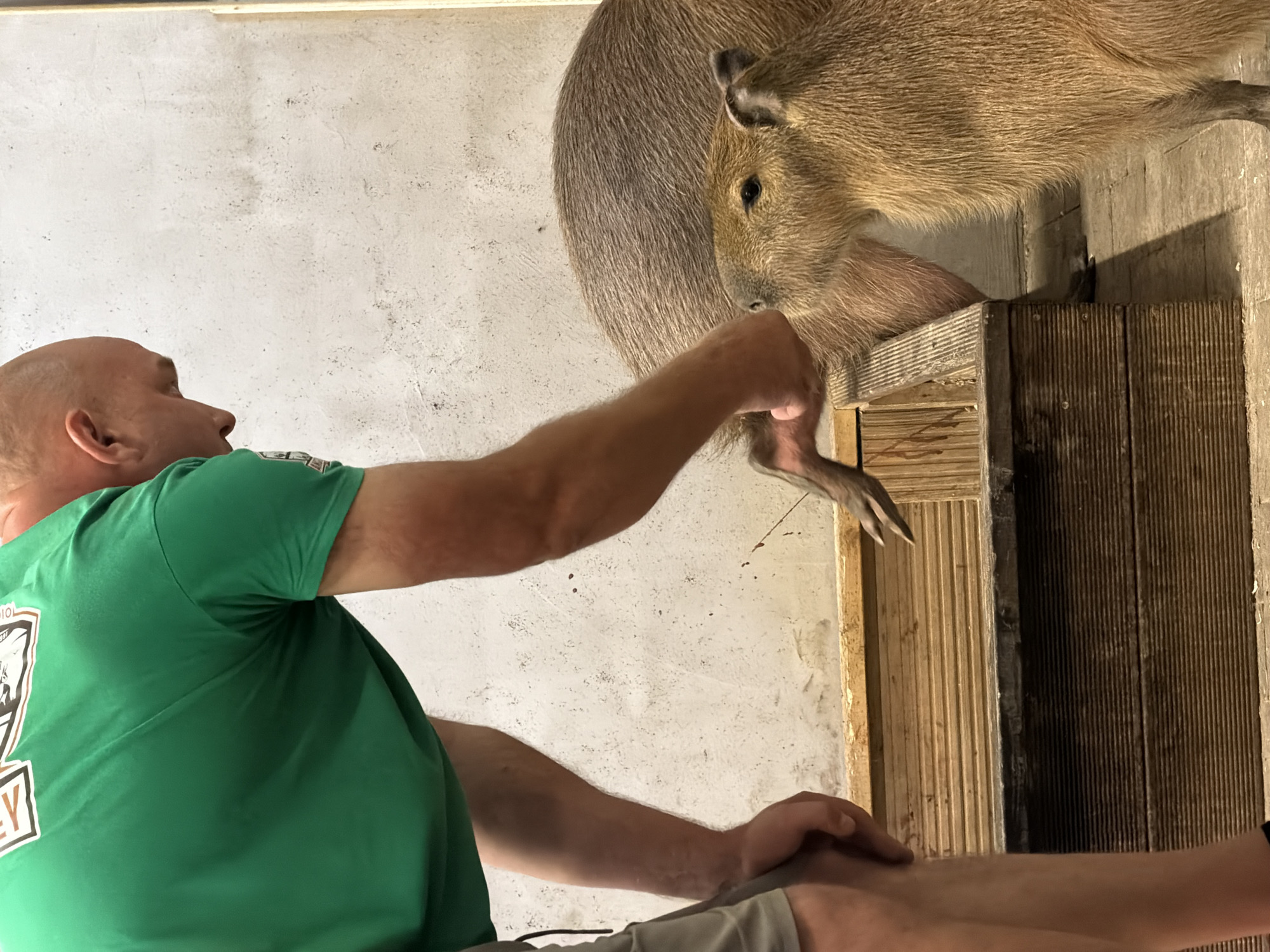 An adult male, wearing a green t-shirt and gray shorts, is bent over and interacting with two capybaras. The male's left hand is reaching out towards one capybara. The capybaras are brown and furry, with one appearing to be an adult and the other a juvenile. They are standing near a wooden structure, possibly a feeding trough or enclosure. The background is a textured, white wall with some dark marks. The scene is indoors, possibly in an animal sanctuary or zoo. There is no specific information in the image to determine the location in Vārpas, Latvia.