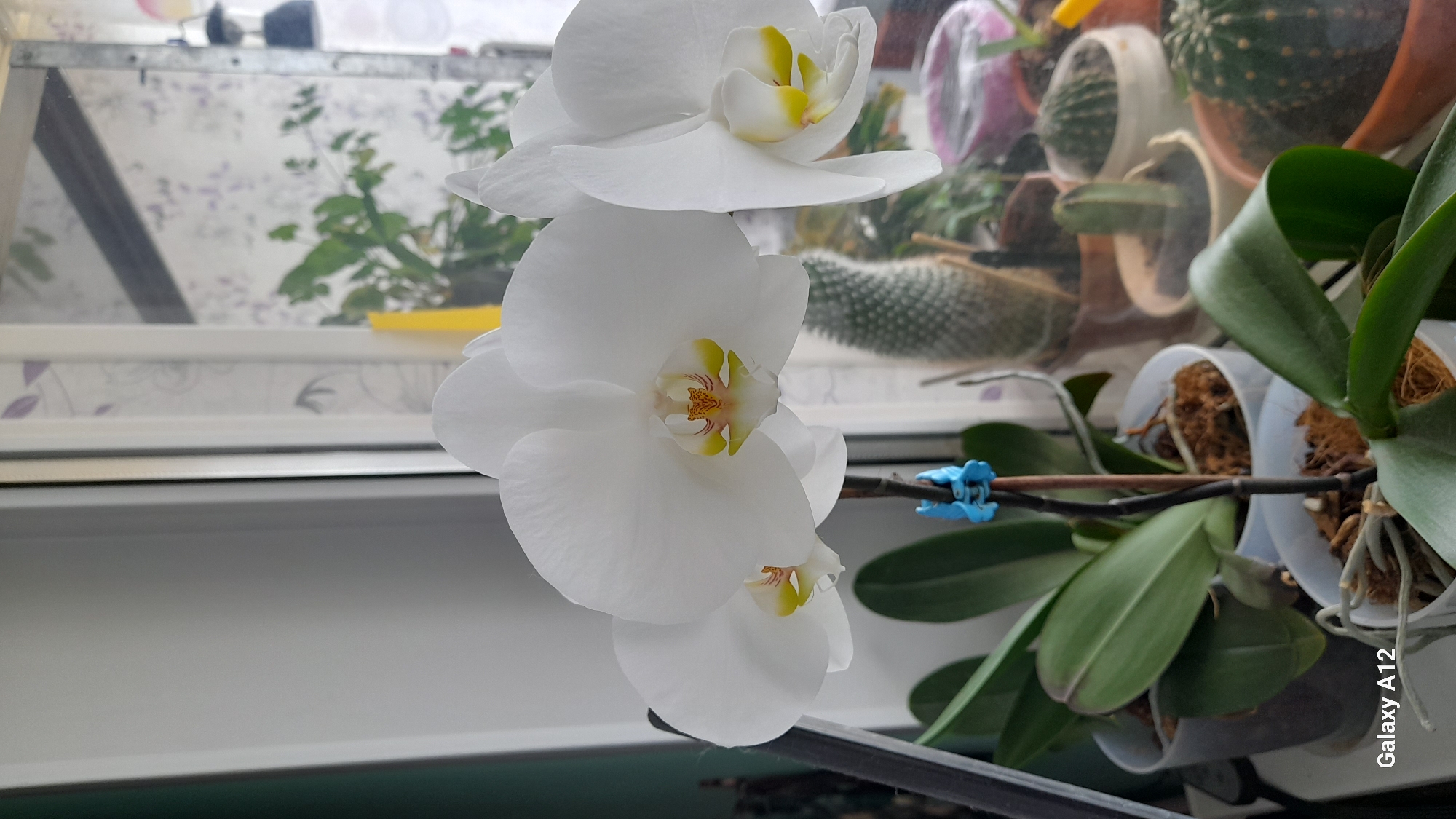 The image displays a close-up indoor scene, featuring blooming white orchids and other houseplants. The primary subjects are three white Phalaenopsis orchid flowers, prominently positioned on the left side of the frame. Each flower exhibits delicate white petals and a distinct yellow and reddish-orange center. The orchid blooms are attached to a slender, dark stem that runs horizontally across the mid-section of the image. A small, bright blue plastic clip secures the stem, visible towards the right of the flowers.
Further to the right, the green leaves of the orchid plant are visible, growing from a translucent plastic pot filled with bark and moss substrate, through which some of its aerial roots are seen. In the blurred background, arranged along what appears to be a windowsill, are several other potted plants. These include various cacti with different shapes and textures, housed in terracotta and light-colored pots, and a leafy green fern-like plant. Behind these plants, a window pane reveals a light-colored background with a subtle floral or leafy patterned wallpaper or curtain. The bright, natural light suggests it is daytime. The overall scene conveys a calm, domestic environment centered around houseplants.
The text "Galaxy A12" is visible as a watermark in white font at the bottom right corner of the image. The location context provided is Марковский, Russia, though there are no specific visual cues within the image itself to confirm this geographic detail.