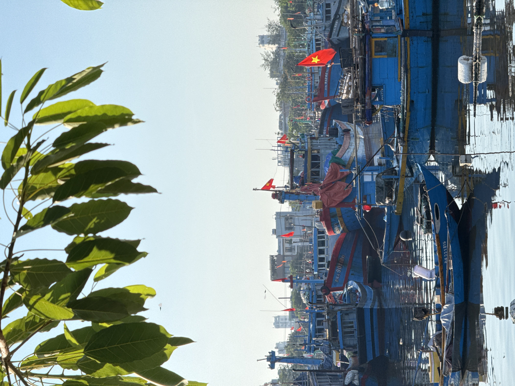 A fleet of colorful fishing boats, predominantly blue and red, are moored in a harbor, likely in Đà Nẵng, Vietnam, given the Vietnamese flags displayed on several vessels. The boats are densely packed, with their reflections shimmering on the calm water. The foreground features a smaller blue boat, laden with supplies and covered with tarps. In the background, buildings of varying heights, including what appear to be apartment complexes and industrial structures, line the waterfront. A clear, bright sky, tinged with a hint of haze, forms the backdrop. Lush green foliage from overhanging trees frames the top portion of the image, casting dappled shadows. The scene is a snapshot of a bustling Vietnamese fishing port under a bright, sunny day.