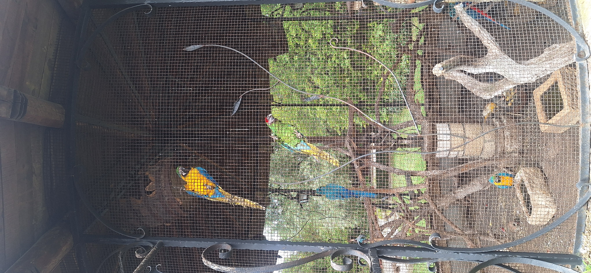 The image depicts a large, open-air aviary with a metal mesh enclosure, likely in a zoo or sanctuary. The enclosure has a wooden roof supported by rough-hewn logs. Inside, several macaws of various species are visible. In the upper section, a Blue-and-yellow Macaw is perched. Below it, a Scarlet Macaw is climbing on branches. Further down, a Hyacinth Macaw is standing on a branch, facing away from the camera. In the lower part of the aviary, another Blue-and-yellow Macaw is in a stone water dish. The aviary floor is covered with dirt and scattered branches. The background shows lush green trees and foliage, suggesting an outdoor, naturalistic setting. The presence of macaws suggests a warm climate. The general context of a zoo or aviary strongly implies a location dedicated to the exhibition and conservation of birds. The reference to Kalimantsi, Bulgaria, if accurate, would place this aviary within that specific geographical region.