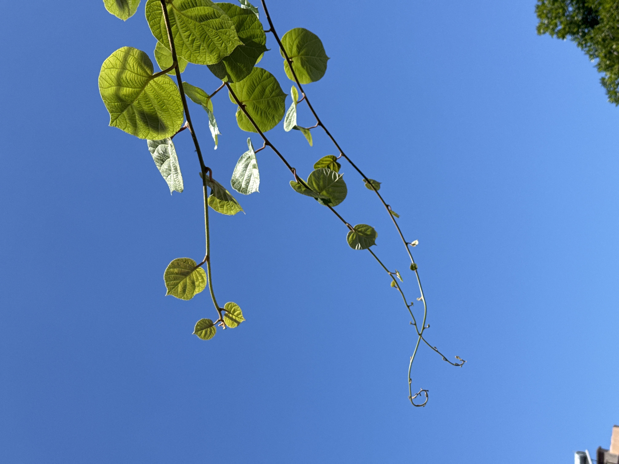This media file is a close-up, low-angle shot of green vine leaves against a clear, bright blue sky. Two vine branches extend from the top left and right of the frame, with various leaves and smaller buds growing from them. The leaves are a vibrant green, with prominent veins visible due to backlighting from the sun. Some leaves appear to be translucent, allowing light to pass through them. The vines have a delicate, curling growth pattern, particularly evident on the right branch, which ends in a spiral tendril. In the upper right corner, the dark green foliage of a distant tree is partially visible, suggesting an outdoor setting. The scene is brightly lit, indicating it was captured during the daytime, likely with clear weather. The overall impression is one of natural growth and the beauty of simple botanical forms against a vast sky. There is no visible text in the media file. The location context provided is Sozopol, Bulgaria.
