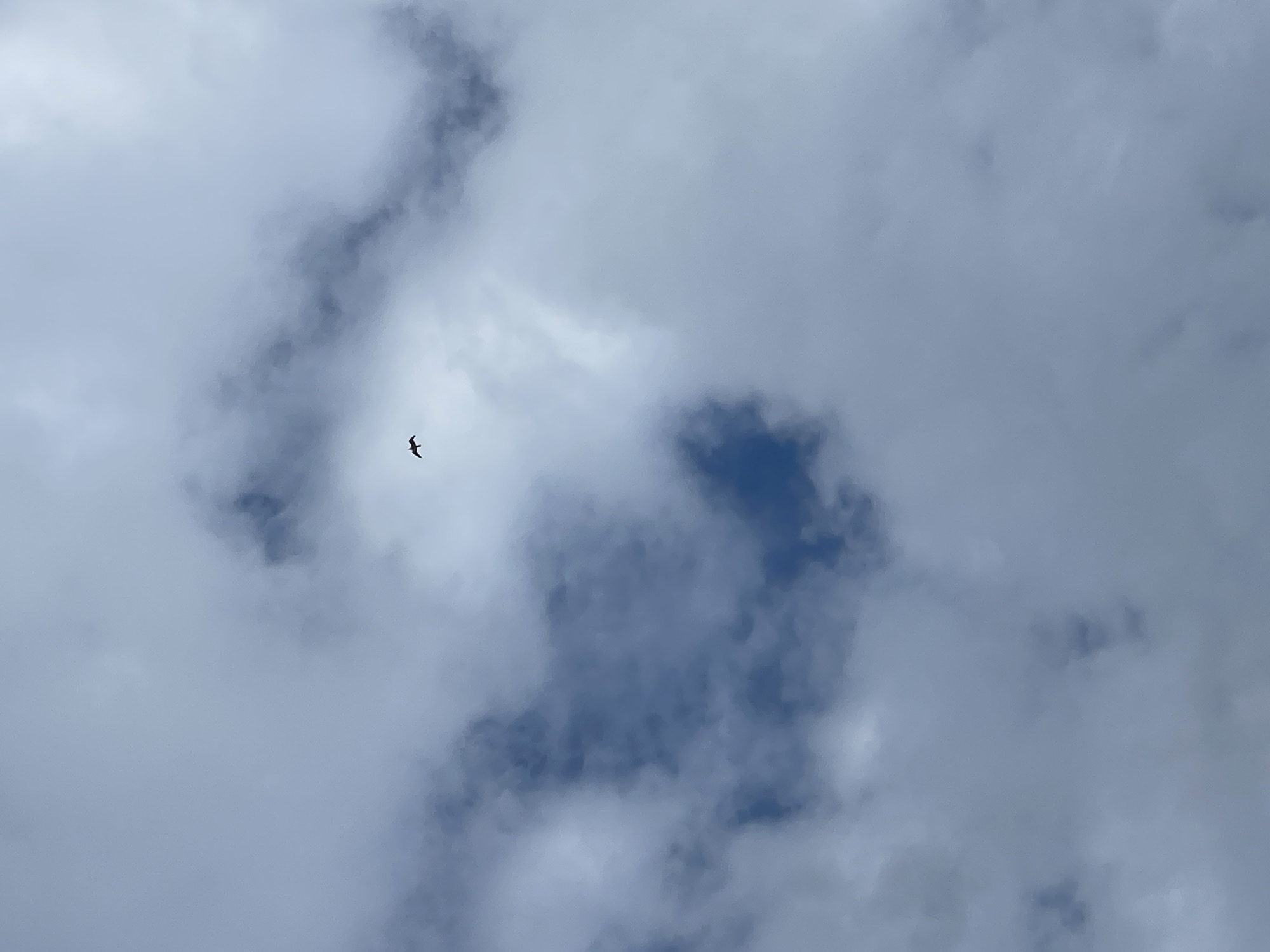 The image depicts a cloudy sky in Burgas, Bulgaria. A single bird is in flight, silhouetted against the overcast sky. The clouds are various shades of grey, with hints of blue peeking through. The overall scene is dominated by the sky and the atmospheric conditions.
