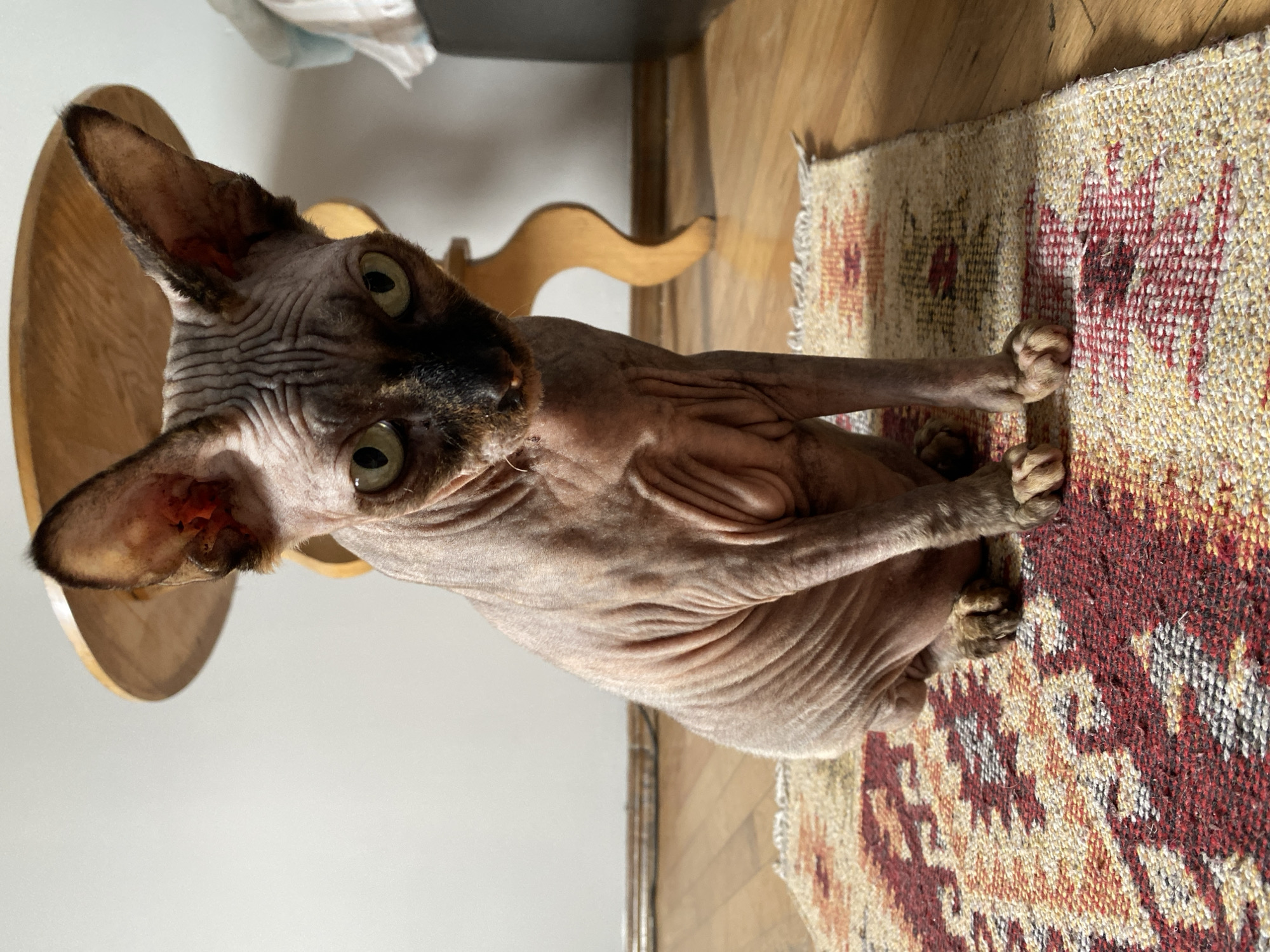 A hairless cat, likely a Sphynx breed, sits on a woven rug with a geometric pattern. The cat has prominent wrinkles on its forehead and body, large ears, and green eyes. It is looking directly at the camera with a neutral expression. The rug is placed on a wooden floor. In the background, a portion of a wooden stool or table is visible, along with a white wall. The lighting suggests it is daytime, with sunlight casting shadows. The location of the image is not specified within the image itself, therefore it cannot be determined to be in Batumi, Georgia.
