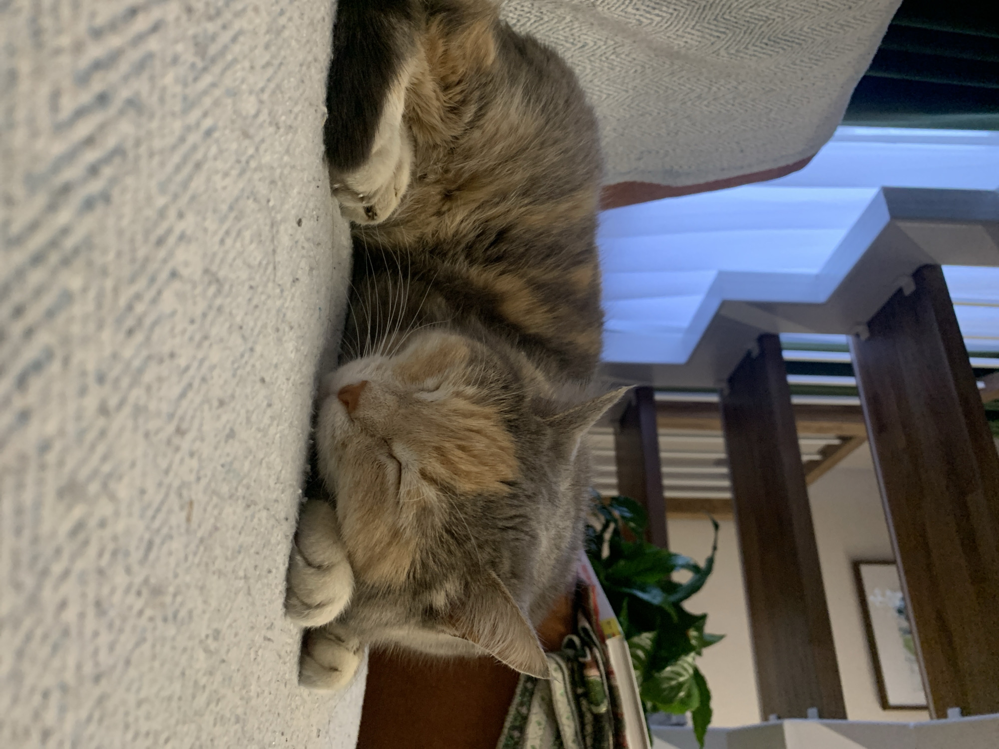 The image shows a gray and tan cat sleeping on a light-colored, textured surface. The cat is curled up with its paws tucked close to its body and its eyes closed. In the background, there is a partially visible staircase with white risers and wood railings. A green plant is also visible behind the cat. The location in the city of Kazan, Russia is not deducible from this image.