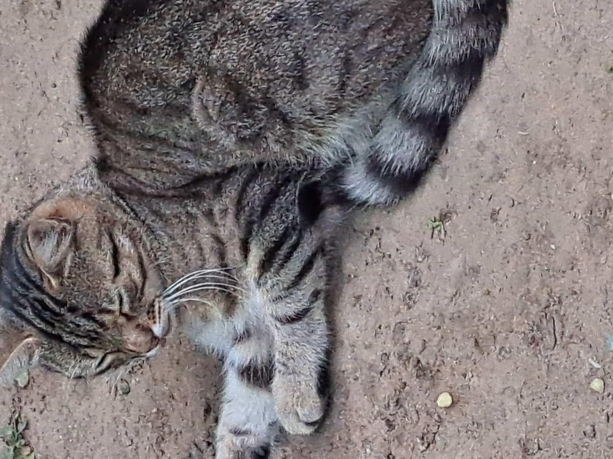 A tabby cat is lying on the ground in Vypasne, Ukraine. The cat is mostly brown with black stripes and has white whiskers. Its eyes are closed, and it appears to be resting. The ground beneath the cat is dirt and sand, with a few small pebbles and pieces of dried vegetation scattered around. The cat's tail is long and bushy with distinct black rings. The background is out of focus but appears to be an outdoor setting.