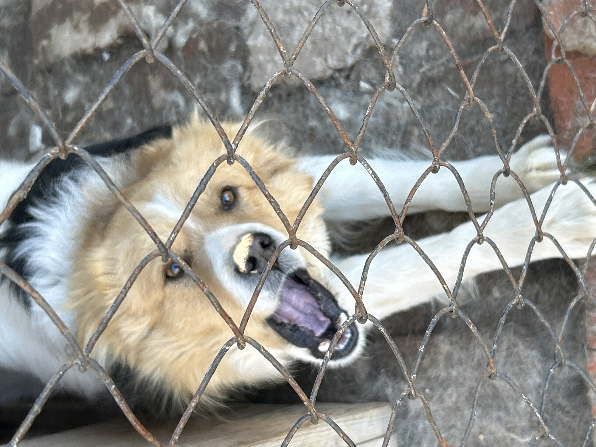 A medium shot, taken from above, shows a dog behind a chain-link fence. The dog is tan and white, with some black patches. It has its mouth open, exposing its teeth. The fence is made of weathered metal. The background is a mix of dirt and concrete. The location is Уральское, Russia.