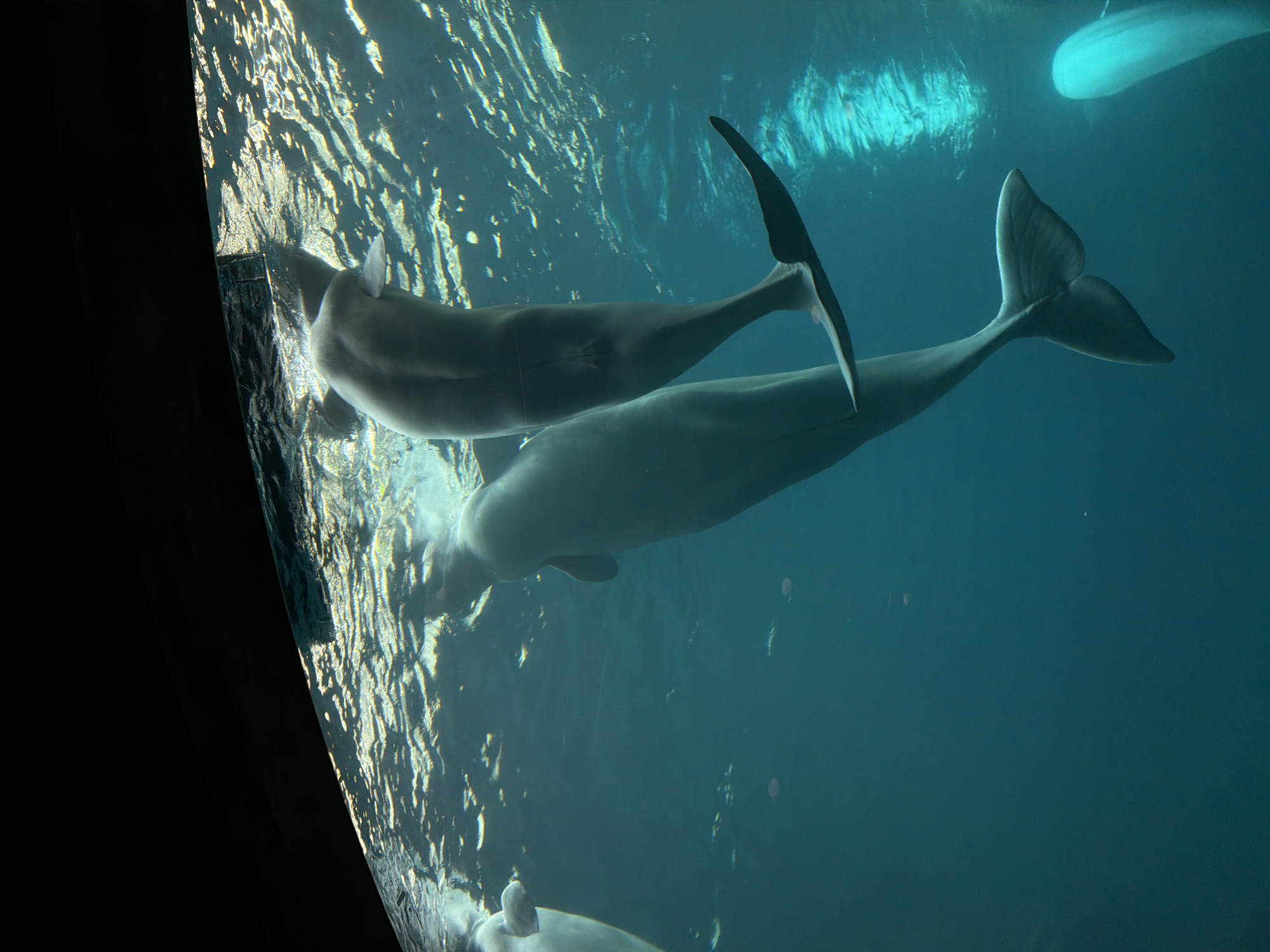 The image shows two beluga whales swimming in an aquarium tank. The tank appears to be constructed from clear glass, allowing a view of the whales' bodies as they move through the water. The lighting is subdued, creating a serene underwater ambiance. The water in the tank is clear and blue. The whales are white with a streamlined body shape. One whale is closer to the viewer and slightly larger than the other. The location is likely the Georgia Aquarium in Atlanta, United States of America, which is known for its beluga whale exhibit.