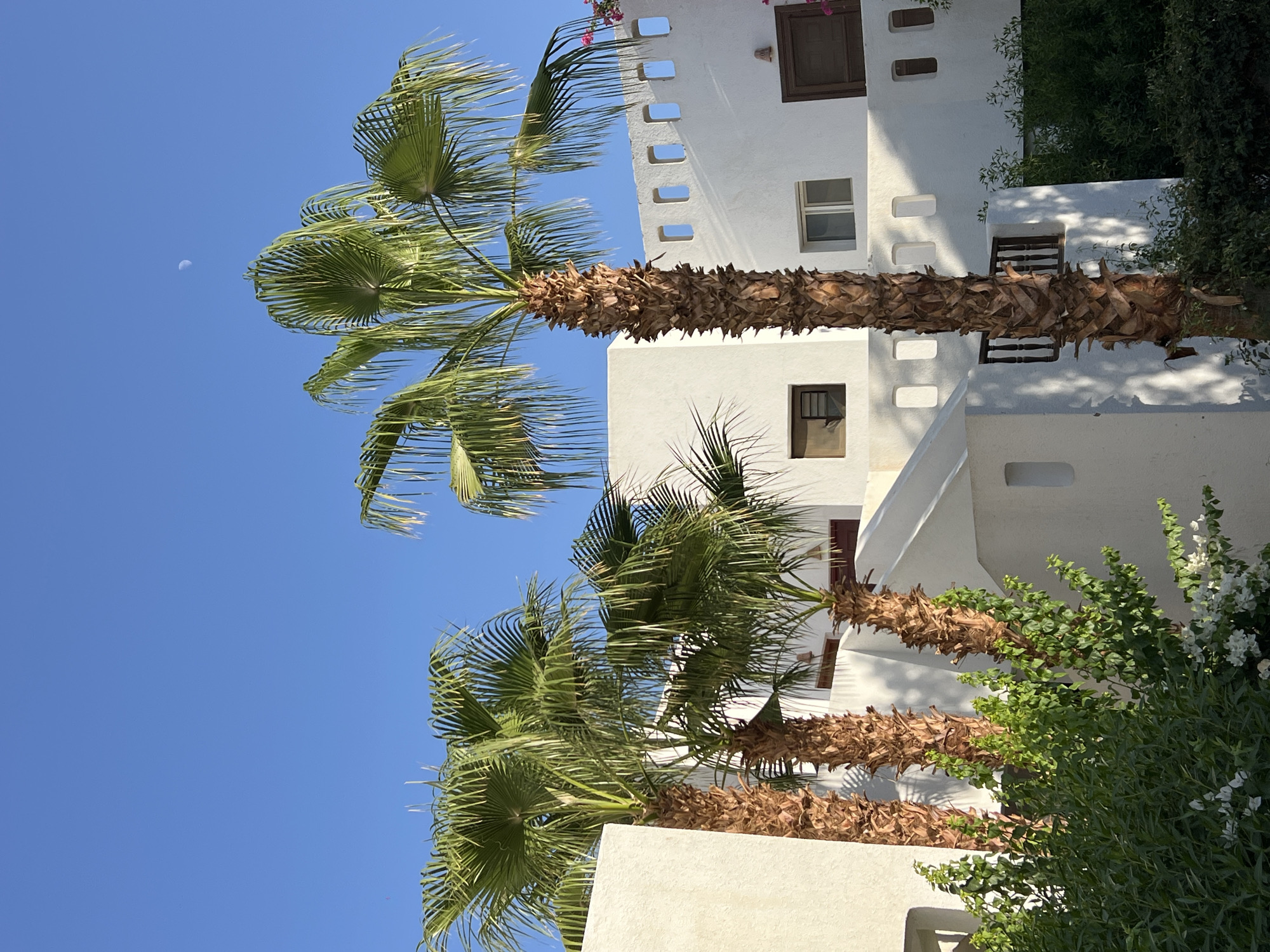 The image captures a sunlit exterior scene in Sharm El Sheikh, Egypt, featuring a cluster of palm trees in the foreground against a backdrop of white buildings with distinctive architectural elements. The sky is a clear, bright blue, with a faint crescent moon visible near the top center.
Three prominent palm trees dominate the foreground, with their textured, brown trunks and lush green fronds reaching towards the sky. The palm on the right is the tallest and closest to the viewer. To the left, two shorter palm trees are positioned behind a dense, green shrubbery, which also has white flowers blooming at its base.
The buildings are painted white and exhibit a modern, possibly resort-style, aesthetic. The building on the right features a row of square-shaped cutouts along its upper edge, creating a decorative pattern. Several windows are visible on the buildings, including some with dark wooden frames and others with lighter colored frames. One building section has a sloping white staircase leading up to it. The lighting suggests it is daytime, with sunlight casting shadows on the white walls and foliage. No people are visible in the image. The environment appears to be a well-maintained outdoor space, likely part of a hotel or residential complex in a warm climate.