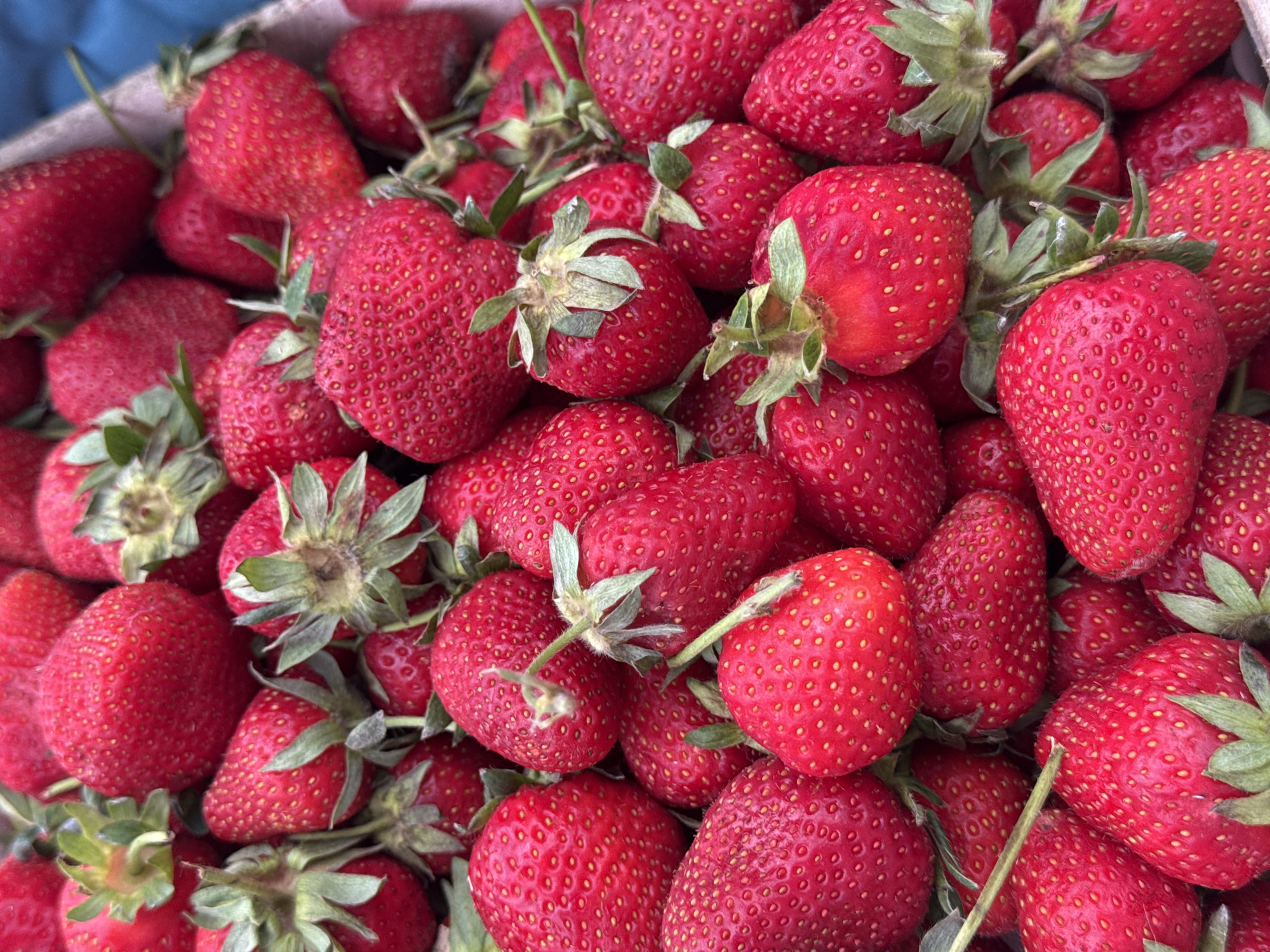 The image shows a close-up view of a pile of fresh strawberries. The strawberries are red, ripe, and have green stems attached. They are densely packed together, filling the frame. There is a glimpse of a blue surface or container in the upper left corner. The scene suggests a harvest or market display. Location information (Izhevsk, Russia) is not determinable from the image.