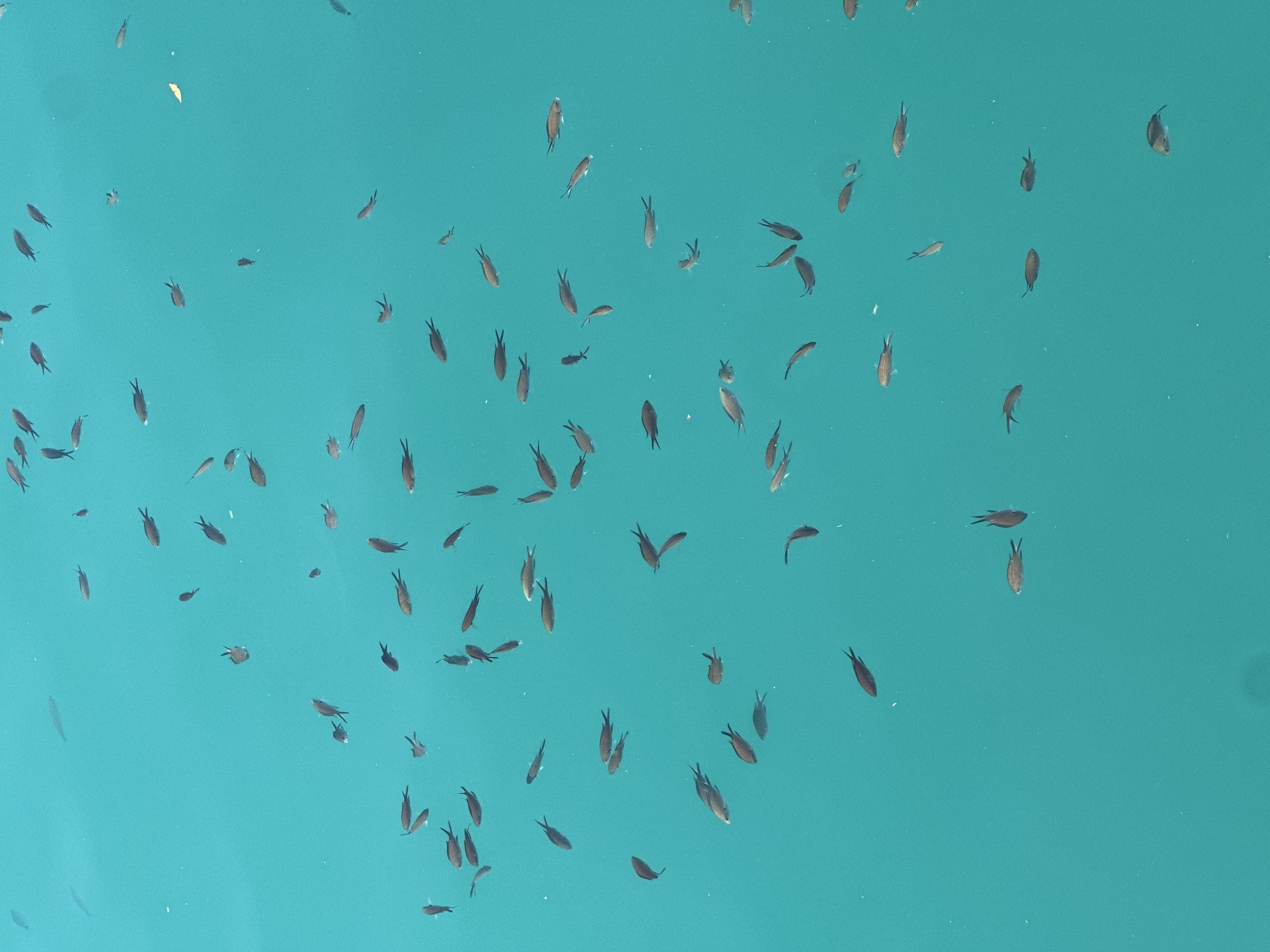 The image shows numerous small fish swimming in clear, turquoise water. The fish appear to be dark in color with slender bodies. The location is unknown, and the absence of other visible elements (people, structures, or land) makes it impossible to determine the exact environment.