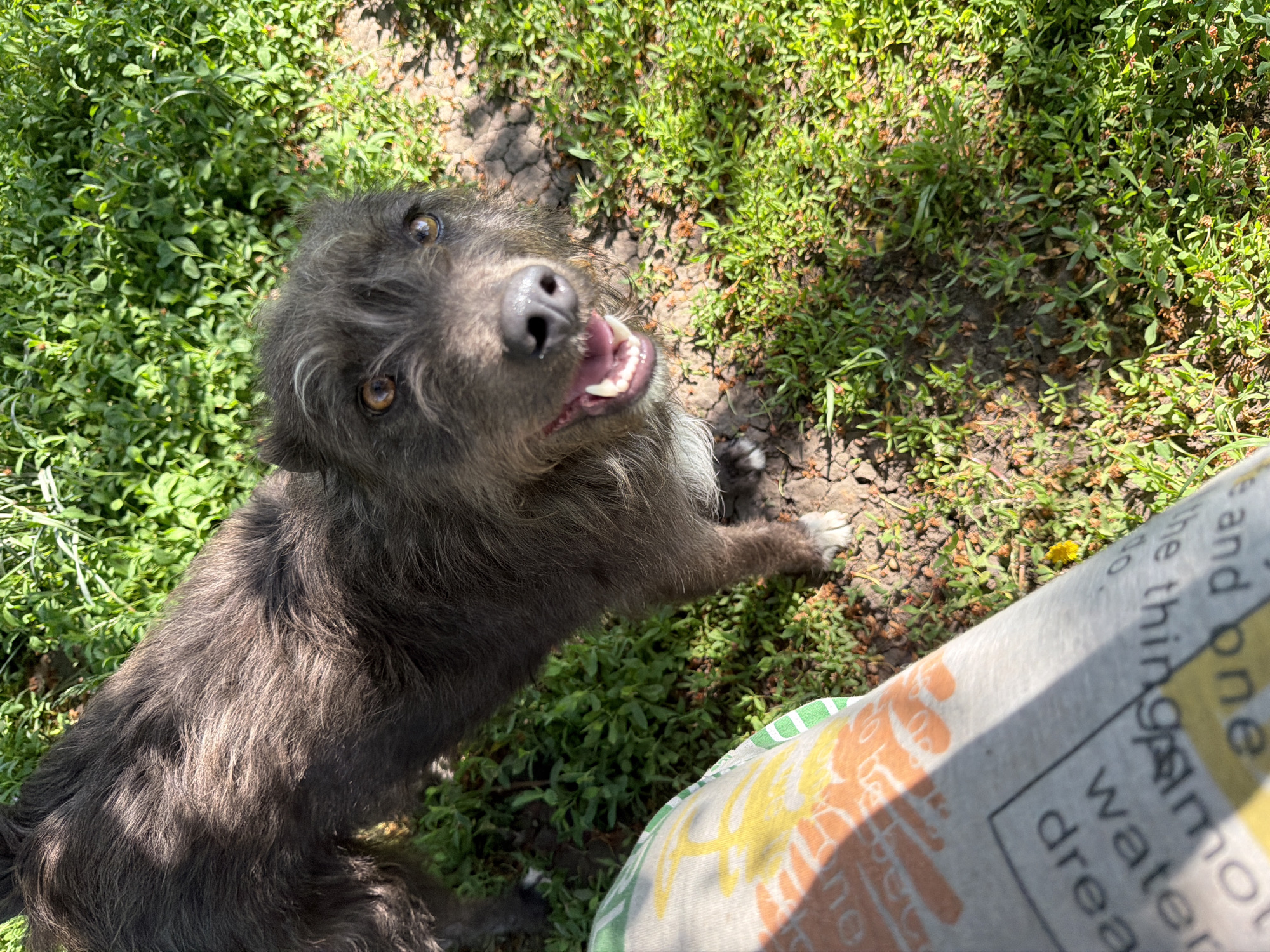 A medium-sized, long-haired, gray dog with tan eyes is looking up at the camera. The dog has its mouth open, revealing its teeth and pink tongue. The dog is standing on grass and bare dirt in a sunny outdoor location. Part of a white bag with printed words and images is visible in the lower right corner of the frame. The location is not specified and cannot be determined from the image.