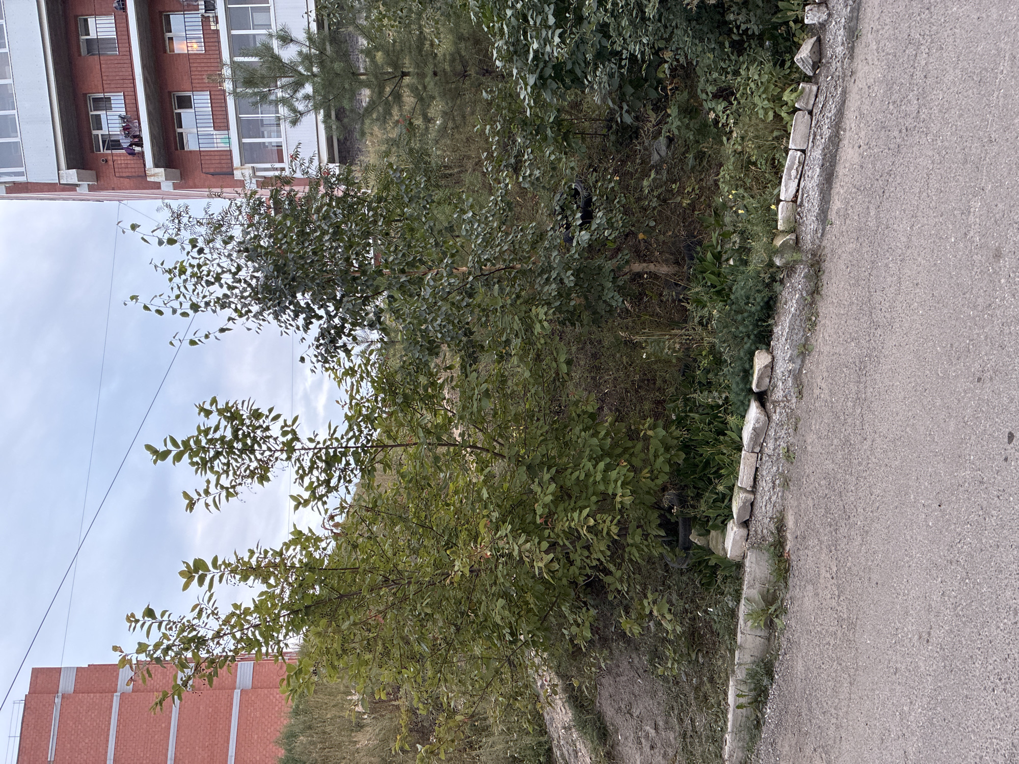 The image depicts an outdoor scene with a focus on vegetation and residential buildings in Markova, Russia. In the foreground, a paved area, likely a road or sidewalk, is visible with scattered gravel and a low concrete border adorned with several rectangular stones. Behind this border, a variety of green shrubs and trees grow, some appearing to be young trees. One tree on the left has dark berries on its branches.
In the mid-ground and background, two multi-story residential buildings are present. The building on the left is constructed of red brick with white horizontal trim. The building on the right is also red brick with white balconies and window frames, featuring several balconies with visible items like clothing. A small evergreen tree is situated in front of the right building. The sky above is overcast with clouds. The overall environment suggests a developing or somewhat unkempt urban area, possibly on the outskirts of the city, given the presence of natural vegetation alongside the constructed buildings.
