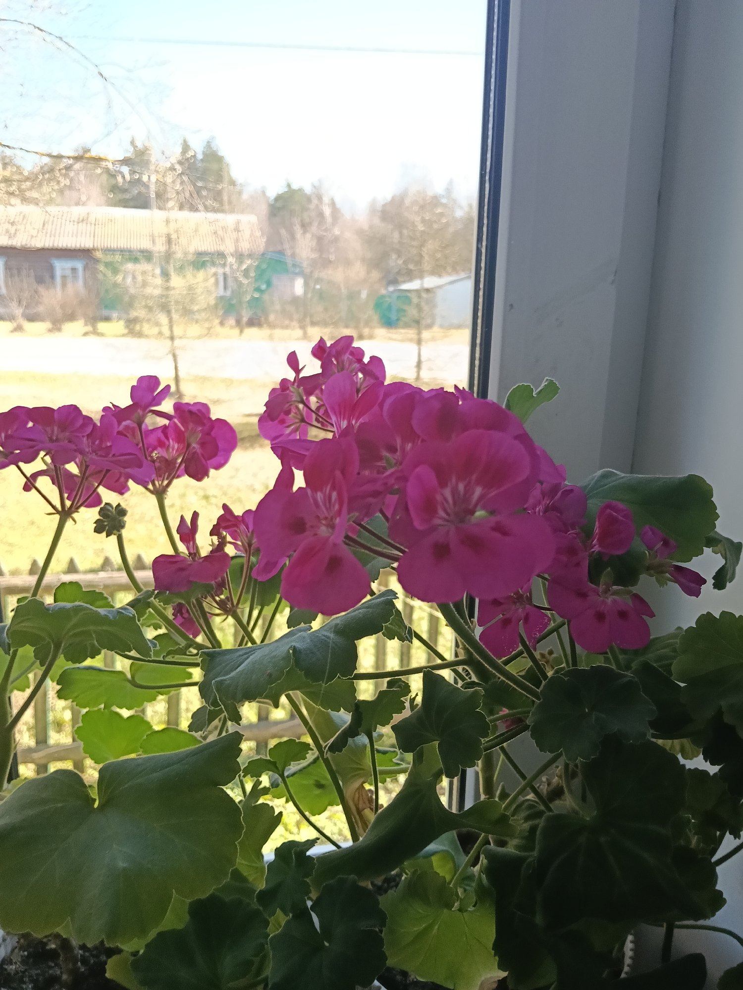 A close-up shot displays a geranium plant with vibrant pink flowers and green leaves, situated on a windowsill. Through the window, the blurred scene reveals a residential area in Красный Маяк, Russia, featuring wooden houses and trees. The sky is overcast.