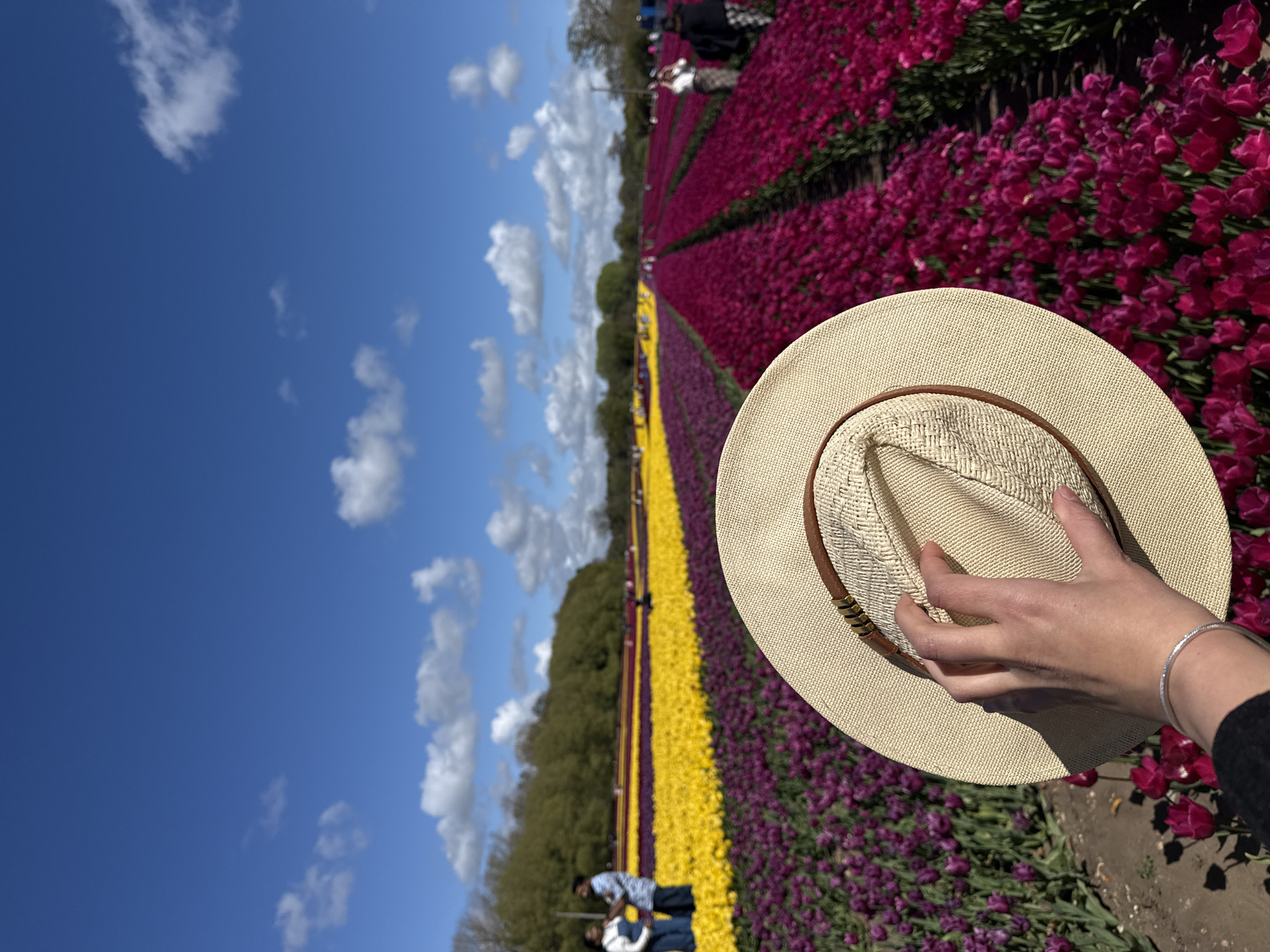 The image captures a vibrant scene at a tulip farm or festival, likely in King's Lynn and West Norfolk, United Kingdom. The perspective is from a person holding a light beige straw fedora-style hat in the lower right foreground. The hand holding the hat wears a thin silver bracelet and a dark long-sleeved top.
The main subject of the scene is an expansive field of blooming tulips, arranged in long, neat rows that stretch into the distance. The dominant colors of the tulips visible are rich magenta, deep purple, and bright yellow, creating striking color blocks across the landscape. Dirt paths are visible between some of the rows, allowing visitors to walk through the fields.
In the mid-ground and background, several other people can be seen wandering among the tulips, enjoying the display. Two individuals are more clearly visible on the left side of the mid-ground, one in a patterned shirt and dark pants, and another in a light top and blue jeans. A line of green trees marks the horizon in the middle distance.
The sky is a clear, brilliant blue with scattered white cumulus clouds, suggesting a sunny and pleasant day. The overall impression is one of a cheerful outdoor event or outing, with people appreciating the natural beauty of the flowering fields. There is no visible text in the image.