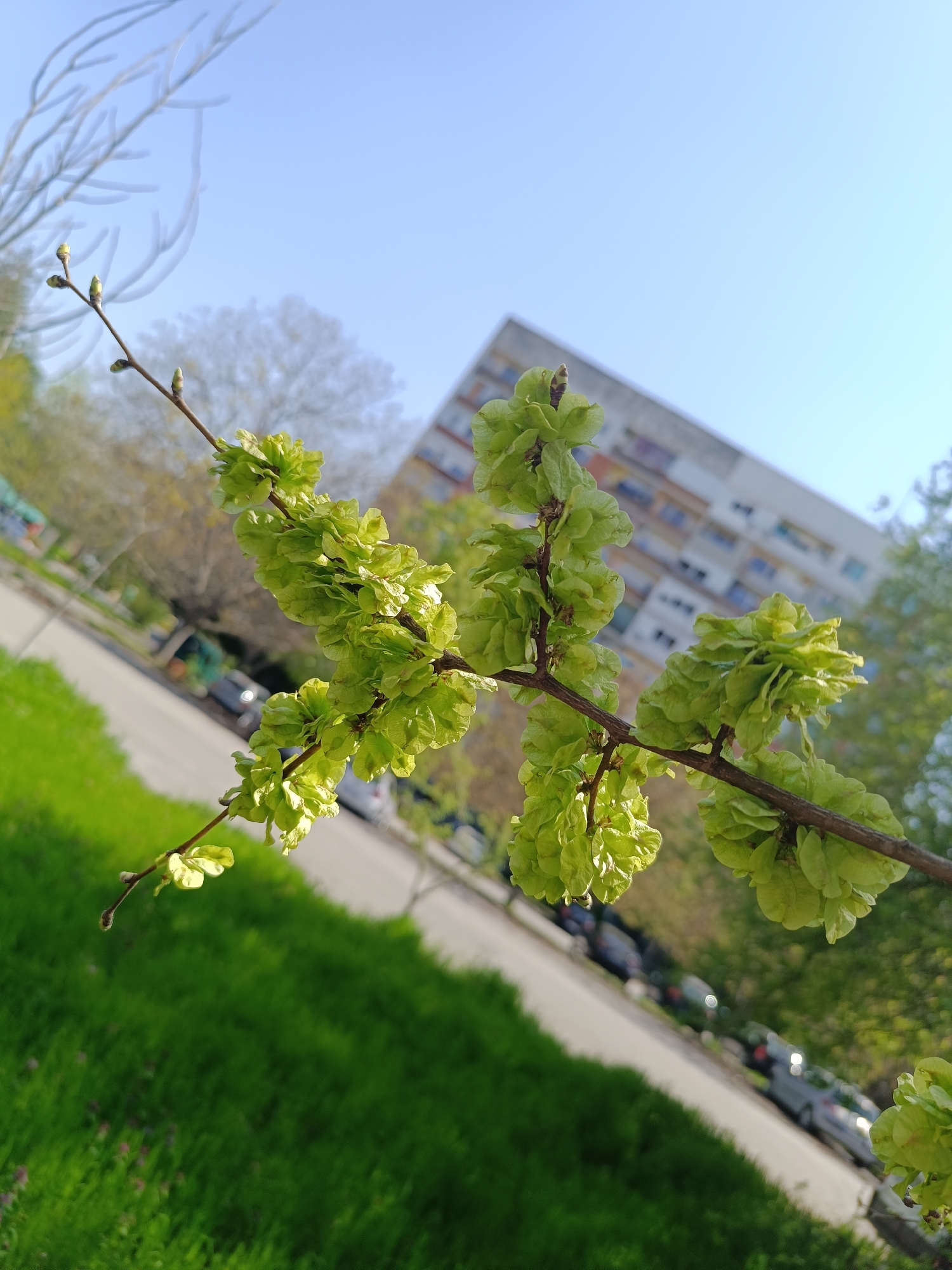 The image presents a close-up view of a tree branch, likely an elm, laden with numerous light green, winged seed pods (samaras) and some emerging buds, indicating early spring. The branch, positioned diagonally across the frame, showcases clusters of these delicate, papery samaras, catching the sunlight.
In the background, a bright, clear blue sky dominates the upper portion of the scene. Below the sky and behind the foliage, a multi-story residential apartment block is visible, featuring a facade with various colored panels. A paved street or road runs through the mid-ground, with several parked cars blurred in the distance. Lush green grass covers the foreground and extends along the side of the road, and other trees with nascent leaves are visible further back, reinforcing the springtime setting.
The scene depicts a sunny day, likely late morning or early afternoon given the bright illumination. It captures a moment of natural growth within an urban or suburban environment, specifically in Pleven, Bulgaria. There is no discernible human activity or visible text in the image.
