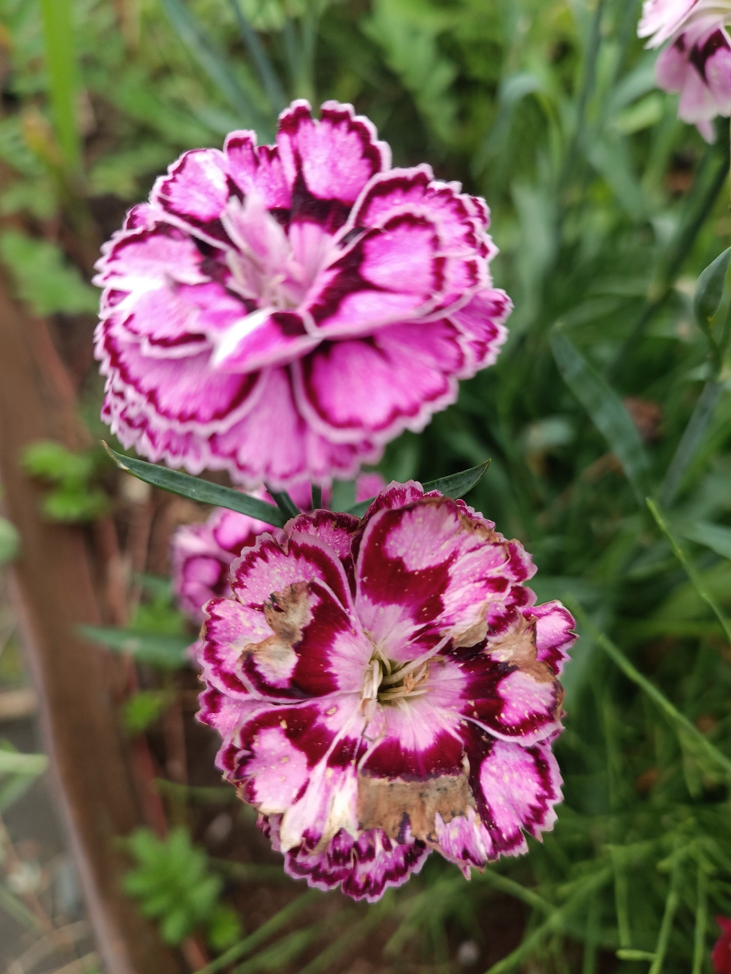 Two pink and magenta carnation flowers are in focus against a blurred green background. The top flower is pristine, with delicate, frilled petals. The bottom flower, however, shows signs of wilting and browning on some of its petals. The scene appears to be an outdoor garden setting, potentially in Chaikovsky, Russia, given the context provided. The lighting suggests it is daytime.