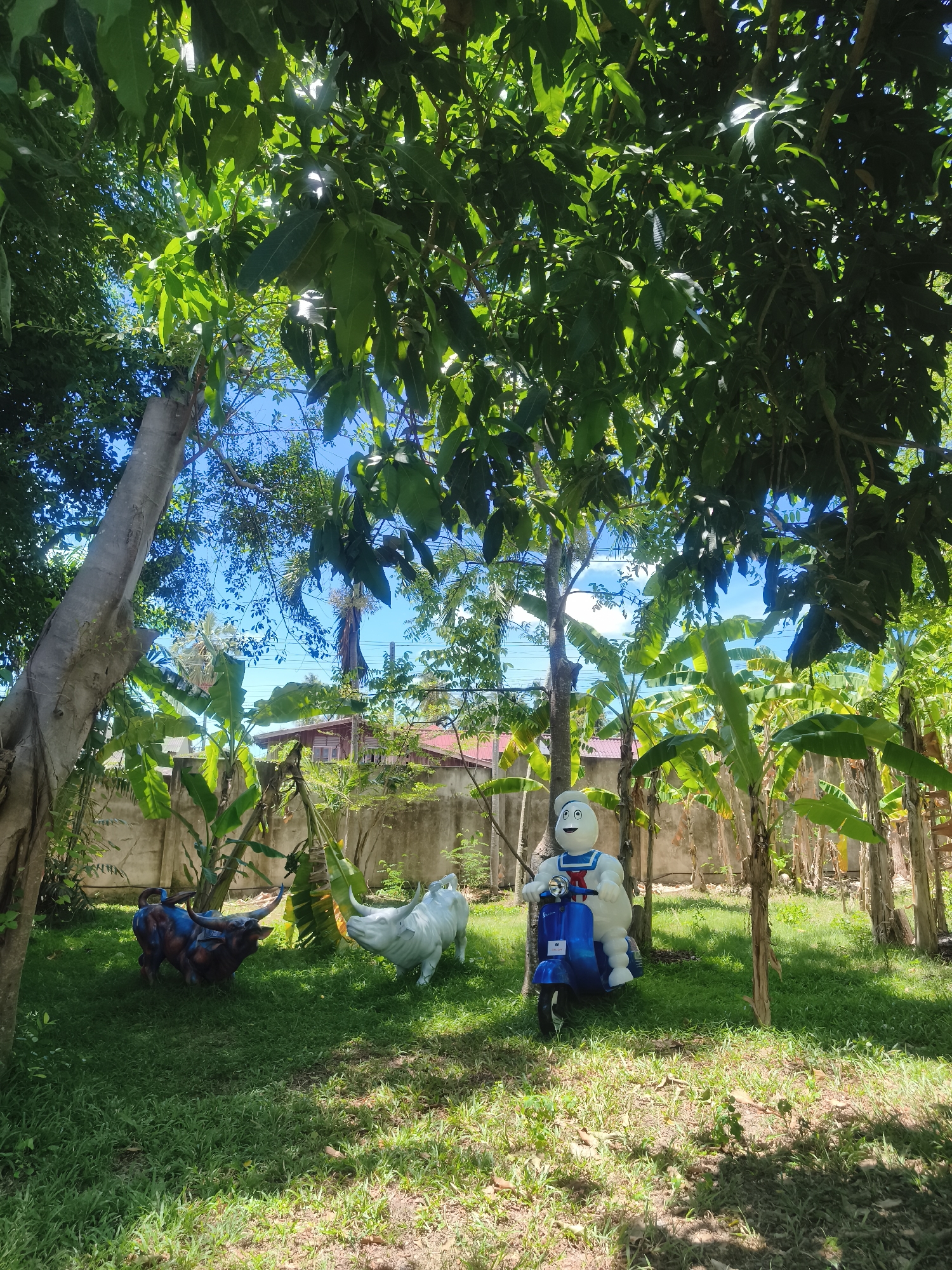The image depicts a lush green space in Baan Bo Phut, Thailand. The area is characterized by dense foliage, featuring mature trees with broad leaves, banana plants, and well-maintained grass. In the foreground, there are three sculptures: a blue and brown bull, a white rhino, and a Ghostbusters Stay Puft Marshmallow Man character riding a blue scooter. These are positioned on the grass. A concrete wall runs through the midground, behind which a building with a red roof is visible. The scene is bathed in sunlight.