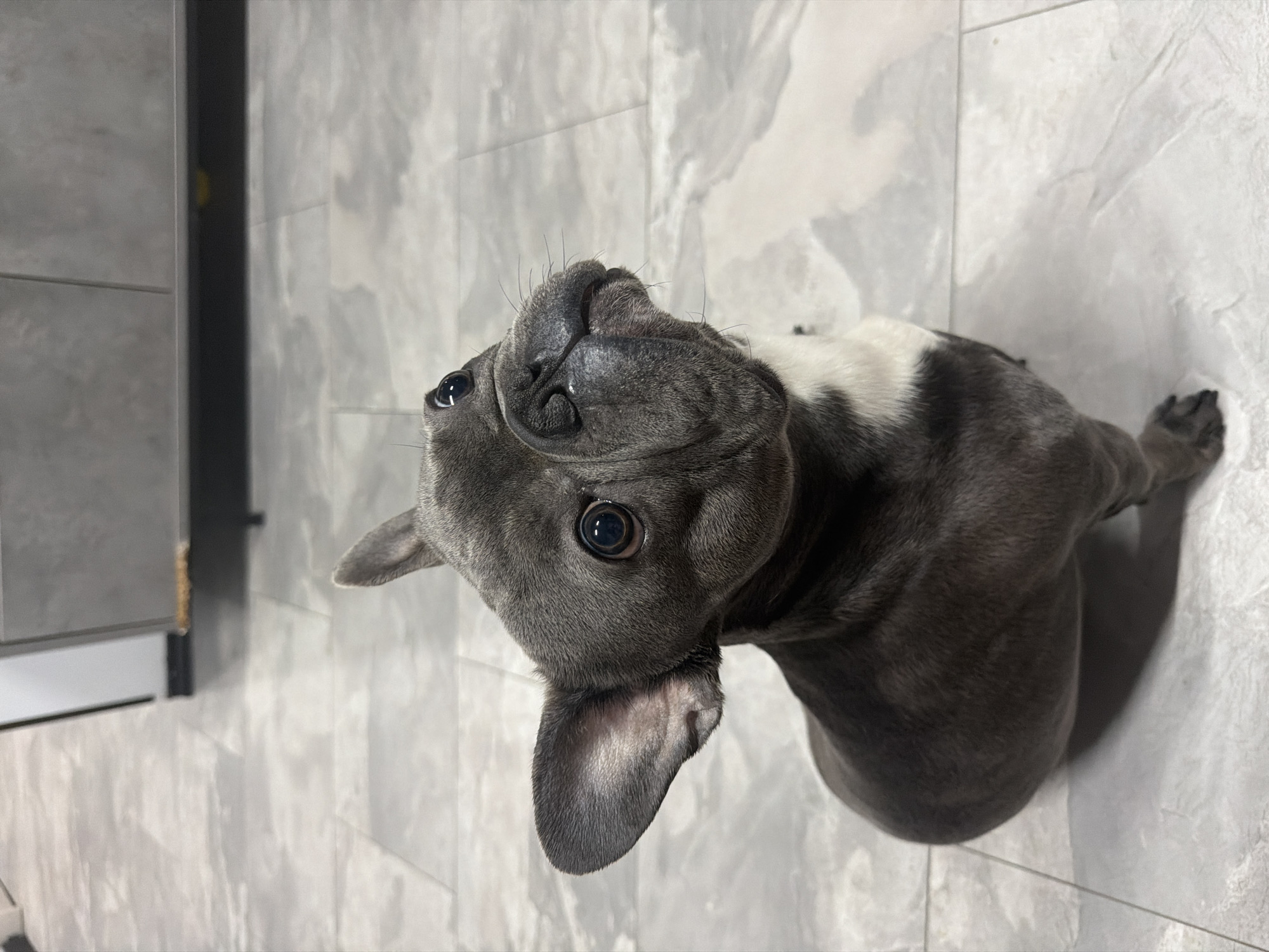 A French bulldog, colored grey and white, sits on a grey tiled floor. The dog is looking upwards and to the right. The background consists of grey cabinets and a black baseboard. This scene is located in a kitchen in the city of Ruse, Bulgaria.