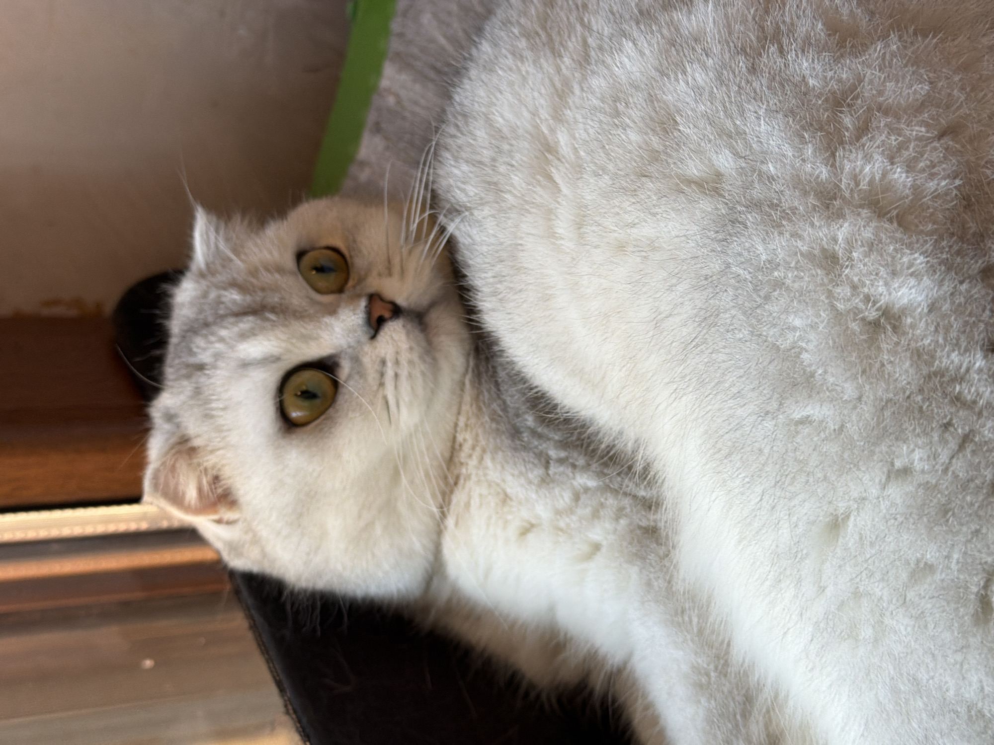 A close-up, slightly angled shot captures a fluffy, silver and white Scottish Fold cat with wide, golden eyes. The cat is resting and appears to be looking to its right, with its ears folded. The background is out of focus, with hints of a brown wall and a sliver of green. The lighting suggests an indoor setting, possibly near a window. The image does not contain any identifiable landmarks or elements that would place it in Rome, Italy.