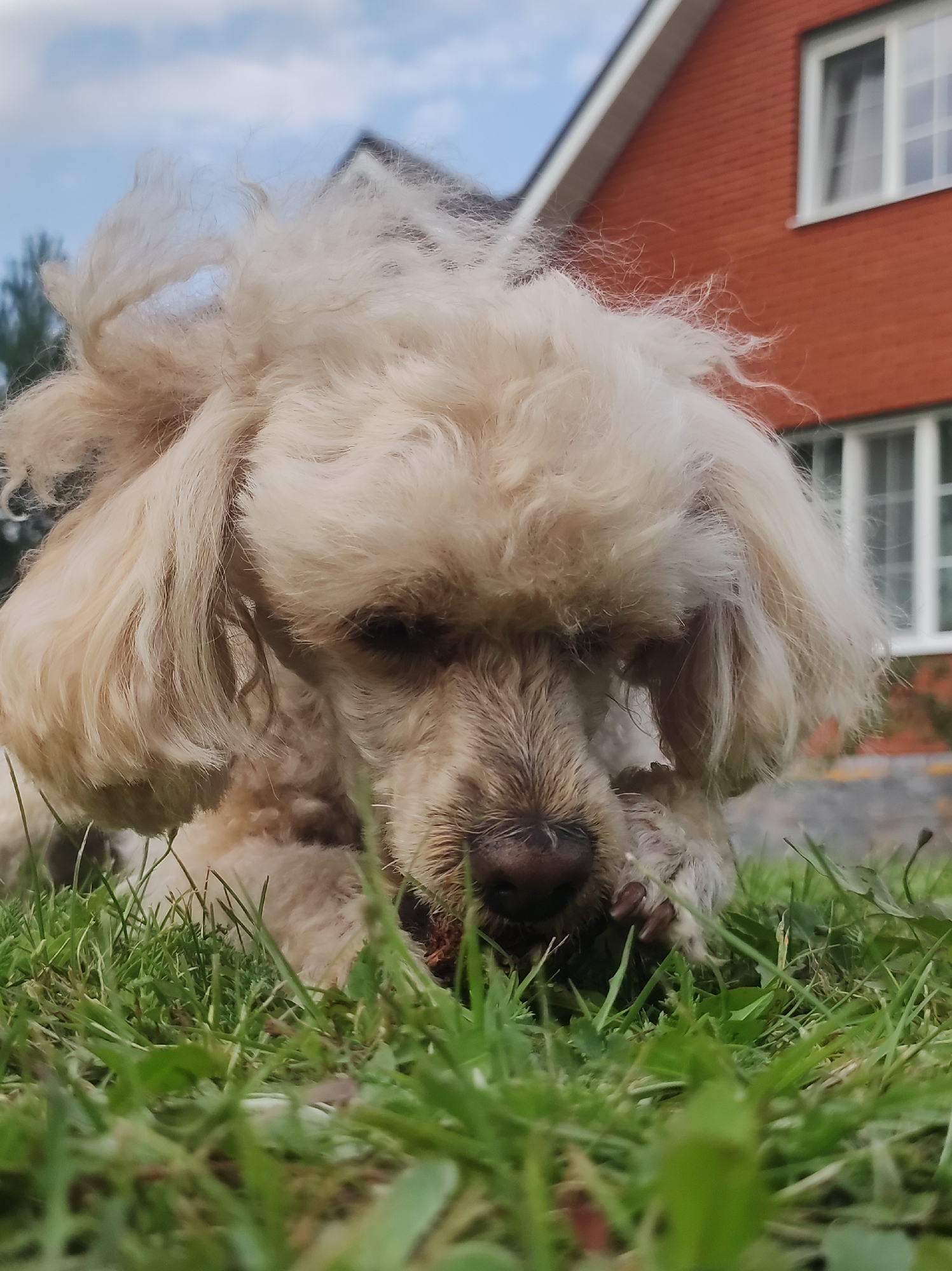 A low-angle, medium shot captures a light-colored poodle in a grassy yard, with a brick house visible in the background under a partly cloudy sky. The poodle is in the foreground, its head down and its face obscured as it chews on something in the grass. Its fur is shaggy and somewhat disheveled. The grass is green and appears to be well-maintained. The house is a two-story brick structure with white-trimmed windows. The image does not provide any information about the city of Фоки, Russia.