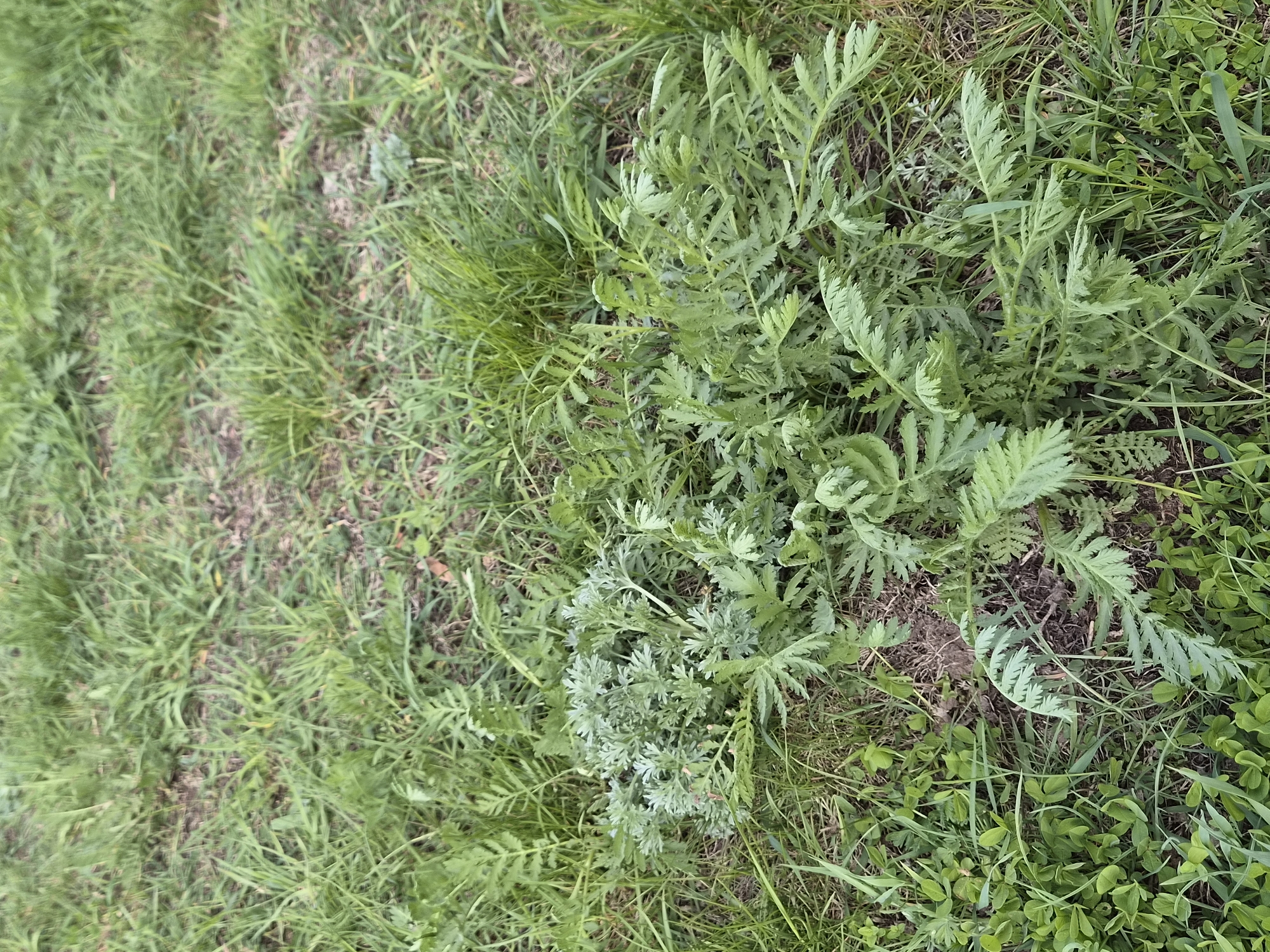 The image shows a patch of greenery consisting of grass and weeds, likely located in Chaikovsky, Russia. The vegetation is dominated by various shades of green. There are no people, subjects, or interactions visible. The objects present are grass and weeds. The environment appears to be a field or grassy area.
