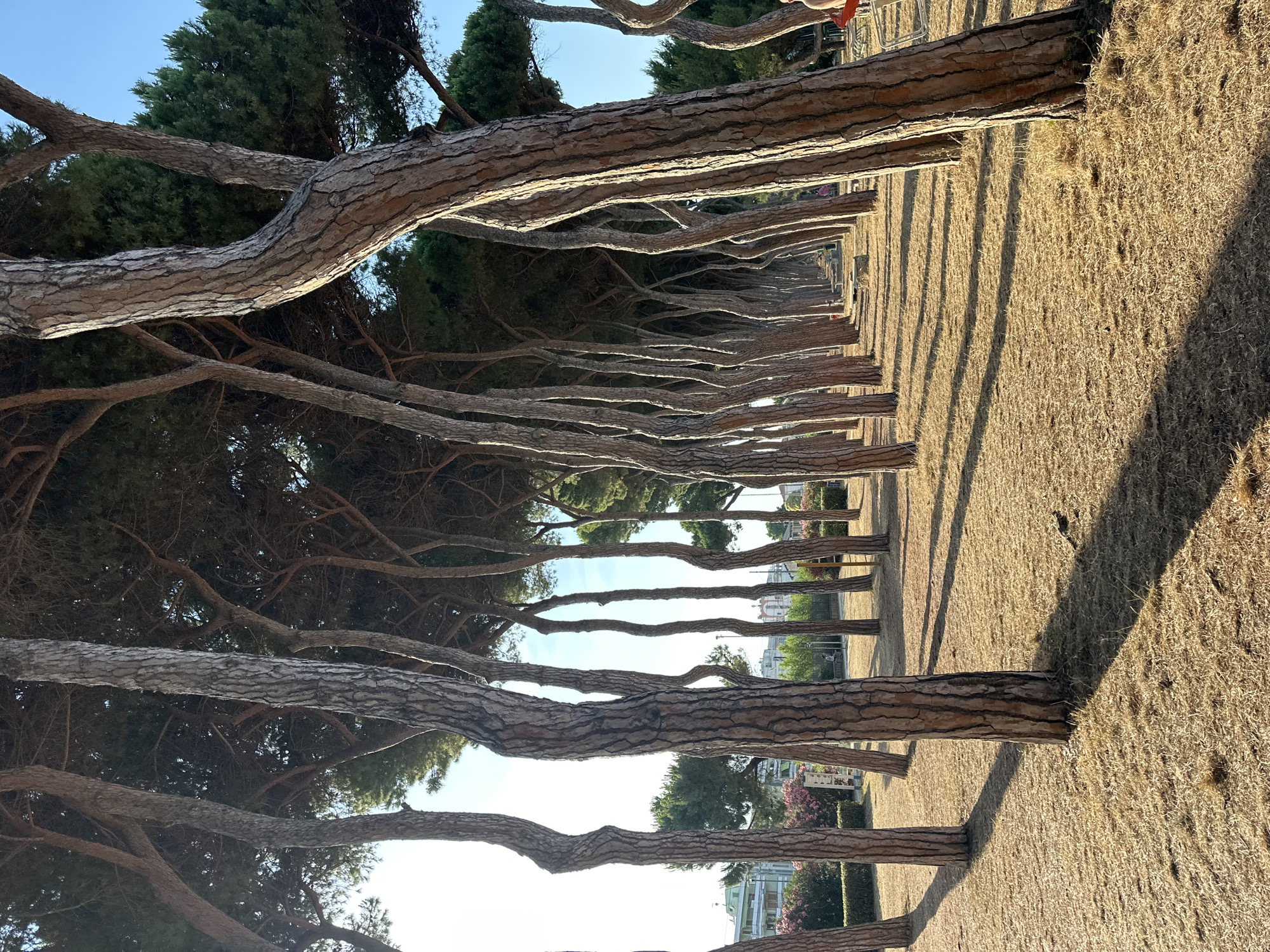 The image captures an outdoor scene featuring a row of tall pine trees with distinctive, gnarled trunks and branches. The trees are lined up along a path covered in dry, golden grass. Long, linear shadows are cast across the grassy ground, indicating it is likely late afternoon or early morning when the sun is low in the sky. The sky above is a clear, pale blue, suggesting fair weather.
In the background, glimpses of buildings and some pink flowering bushes can be seen, hinting at a developed area, possibly a park or a coastal town, consistent with the location context of Pineto, Italy. The overall atmosphere is serene and tranquil, with the sunlight highlighting the textures of the tree bark and the dry grass. No people are clearly visible, but a faint figure might be present in the distance, near the trees on the right. There is no visible text in the image. The composition emphasizes the repeating pattern of the trees and their shadows, creating a sense of depth and perspective.