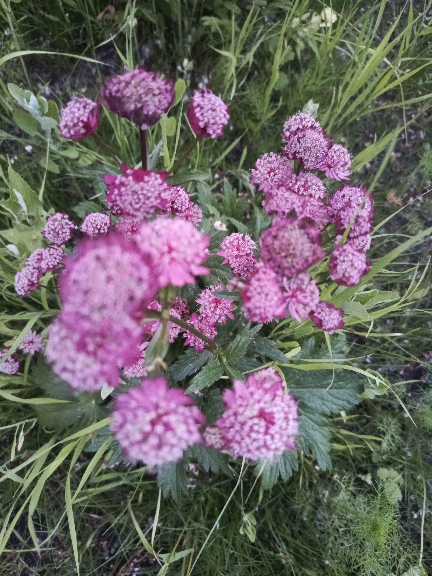 This is a high-angle, close-up photograph of a cluster of pink astrantia flowers blooming amongst green grass and foliage. The flowers are spherical with many small petals and appear to be in various stages of bloom. The background consists of dappled green grass and some darker soil. The image is slightly out of focus, particularly in the foreground, but the detail of the flowers is still discernible. The scene is natural and appears to be outdoors. There are no people or man-made objects visible in the frame. The location is unknown and cannot be determined from the image.