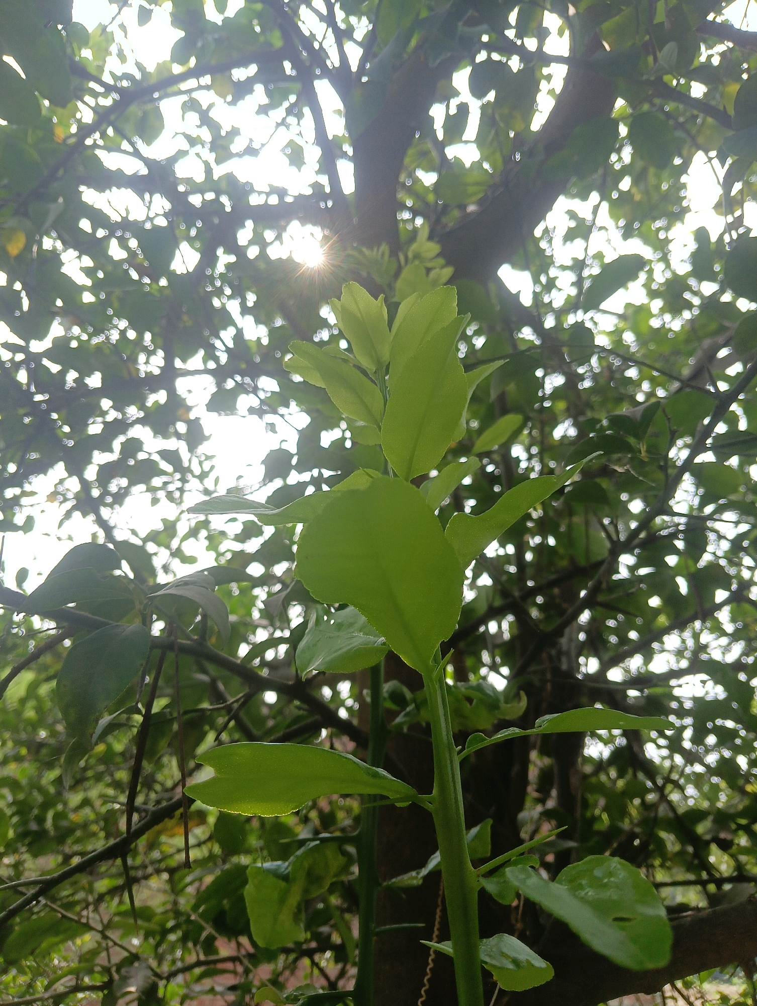 The image is a close-up, low-angle shot of a vibrant green plant shoot with a light green stem, growing upwards amidst a backdrop of dappled sunlight filtering through leaves and branches of a tree. The sunlight creates a starburst effect in the upper center of the image, with numerous small, circular bokeh highlights scattered throughout the foliage. The plant has several broad, serrated leaves, some of which appear to be slightly wet. The overall impression is one of lushness and natural growth. The scene is set outdoors, likely in a garden or natural area, given the density of the foliage. The location specified is Chahania, India.
