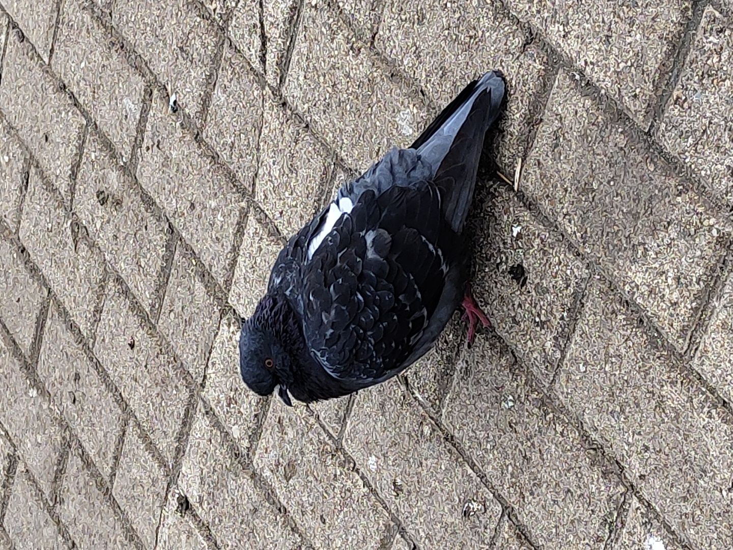 The image captures a single dark grey and blue pigeon standing on textured paving stones, likely in an urban or park setting in Chaikovsky, Russia. The pigeon is positioned diagonally across the frame, with its head bent low towards the ground, suggesting it is pecking or foraging for food. Its plumage is predominantly dark, with noticeable white markings on its wings and some iridescent green/purple sheen visible on its neck feathers. One bright orange eye is visible on its downward-turned head. Its reddish feet and legs are partially visible on the right side of its body.
The ground is composed of rough, greyish-brown interlocking paving stones, arranged in a diagonal or herringbone pattern. The texture of the stones appears coarse and granular, indicative of concrete or similar material. Small specks of debris are scattered across the paved surface. The lighting is even, suggesting a daytime scene, possibly under an overcast sky or soft natural light. There are no other subjects, people, or discernible text in the photograph. The overall scene depicts a common bird in its natural urban habitat.