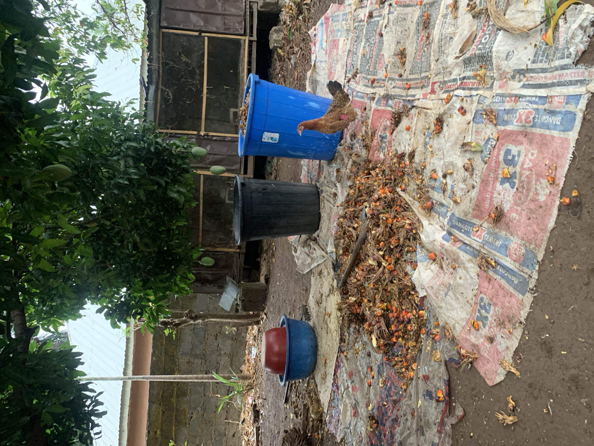 The image captures a scene in Akwanga, Nigeria. The ground is littered with palm fruit remnants spread on a Dangote cement bag, indicating palm oil processing. A brown hen stands on top of a blue plastic bin. Beneath it, there's a black bin and further down, two smaller, stacked plastic containers (blue and red). A wooden structure stands near the bins, possibly a chicken coop. A mango tree with several unripe mangoes is to the left of the wooden structure.