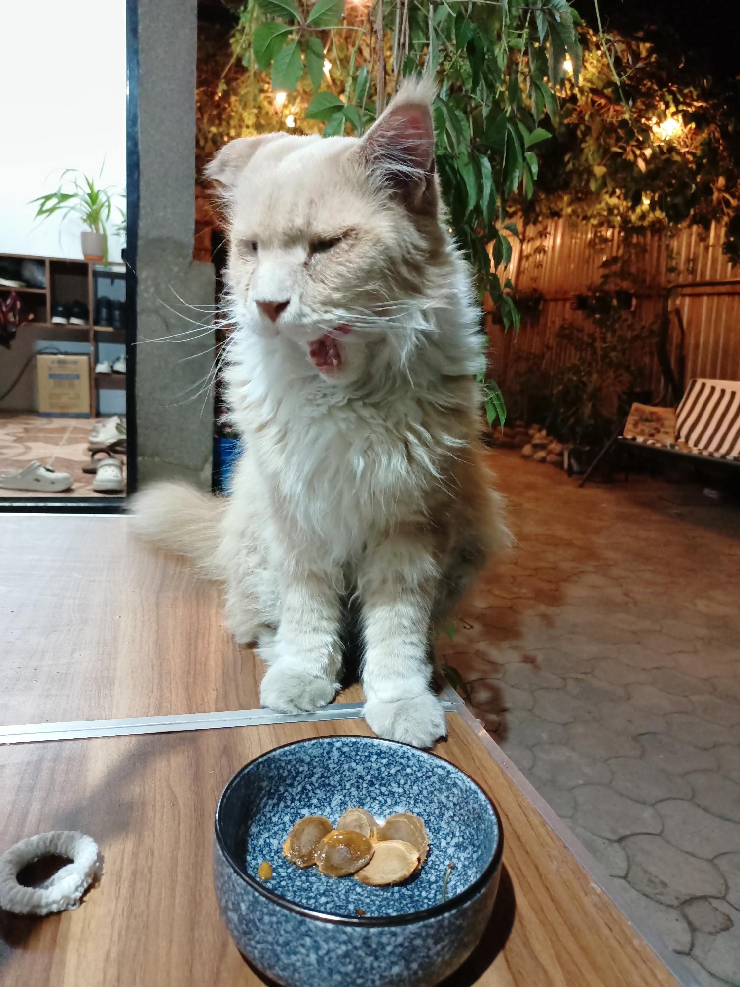 A fluffy, light-colored cat with its mouth open in a yawn sits on a wooden surface. In the foreground, a blue and white patterned bowl contains several pieces of food, and a small white ring is to its left. The background shows an outdoor setting at night, with plants and lights visible. The scene appears to be a domestic backyard in Almaty, Kazakhstan.