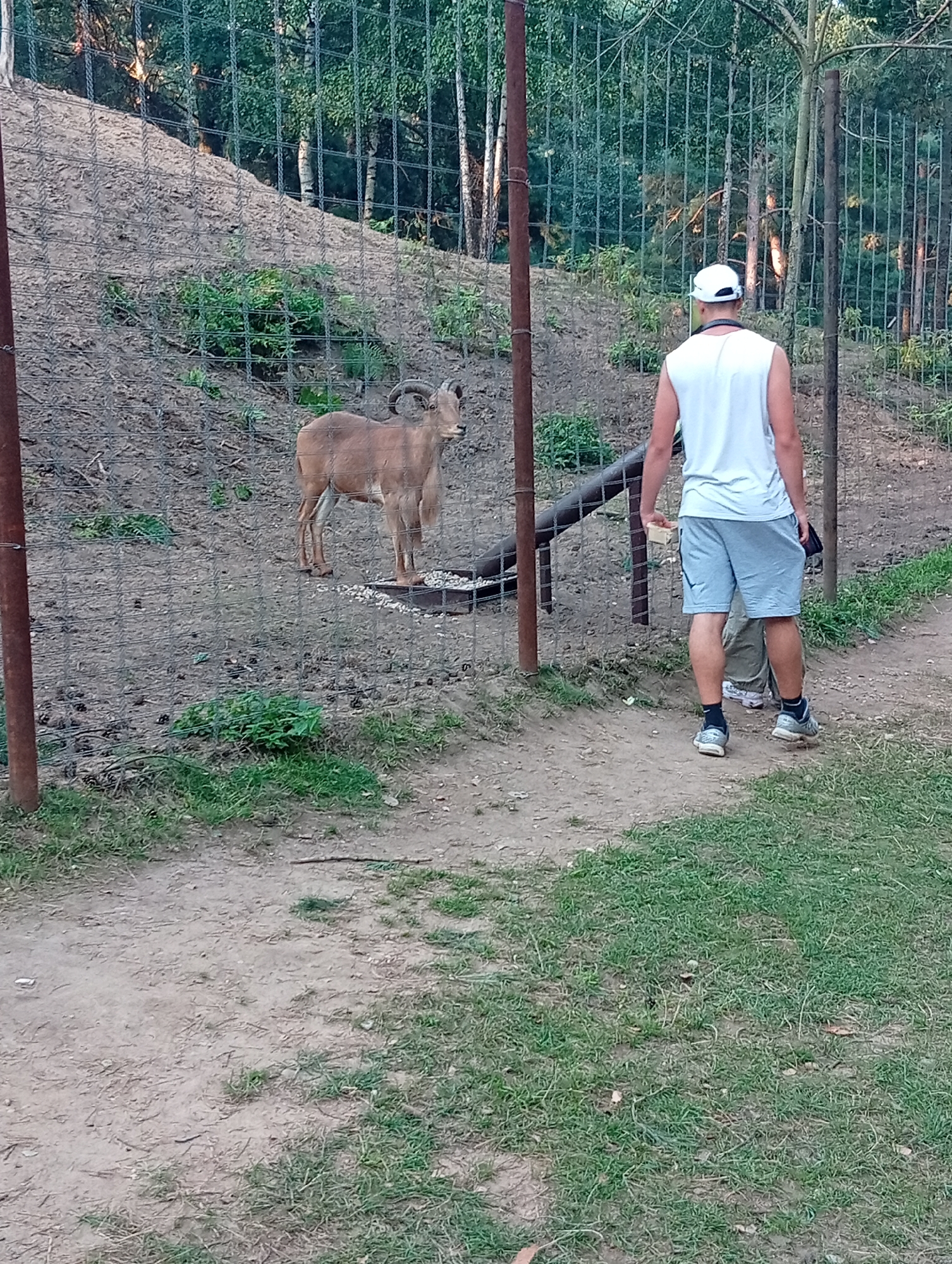 The image shows an outdoor enclosure, likely a zoo or wildlife park, in Малахавецкі сельскі Савет, Belarus. A brown goat-like animal with curved horns is visible inside the enclosure, standing near a trough. A person wearing a white sleeveless shirt, light blue shorts, and a white baseball cap is standing outside the enclosure, facing away from the camera and towards the animal. The person appears to be holding a small object in their right hand. The enclosure is surrounded by a wire fence, and the background consists of a sloping dirt hill with sparse vegetation and trees. The ground outside the enclosure is a dirt path with some grass.