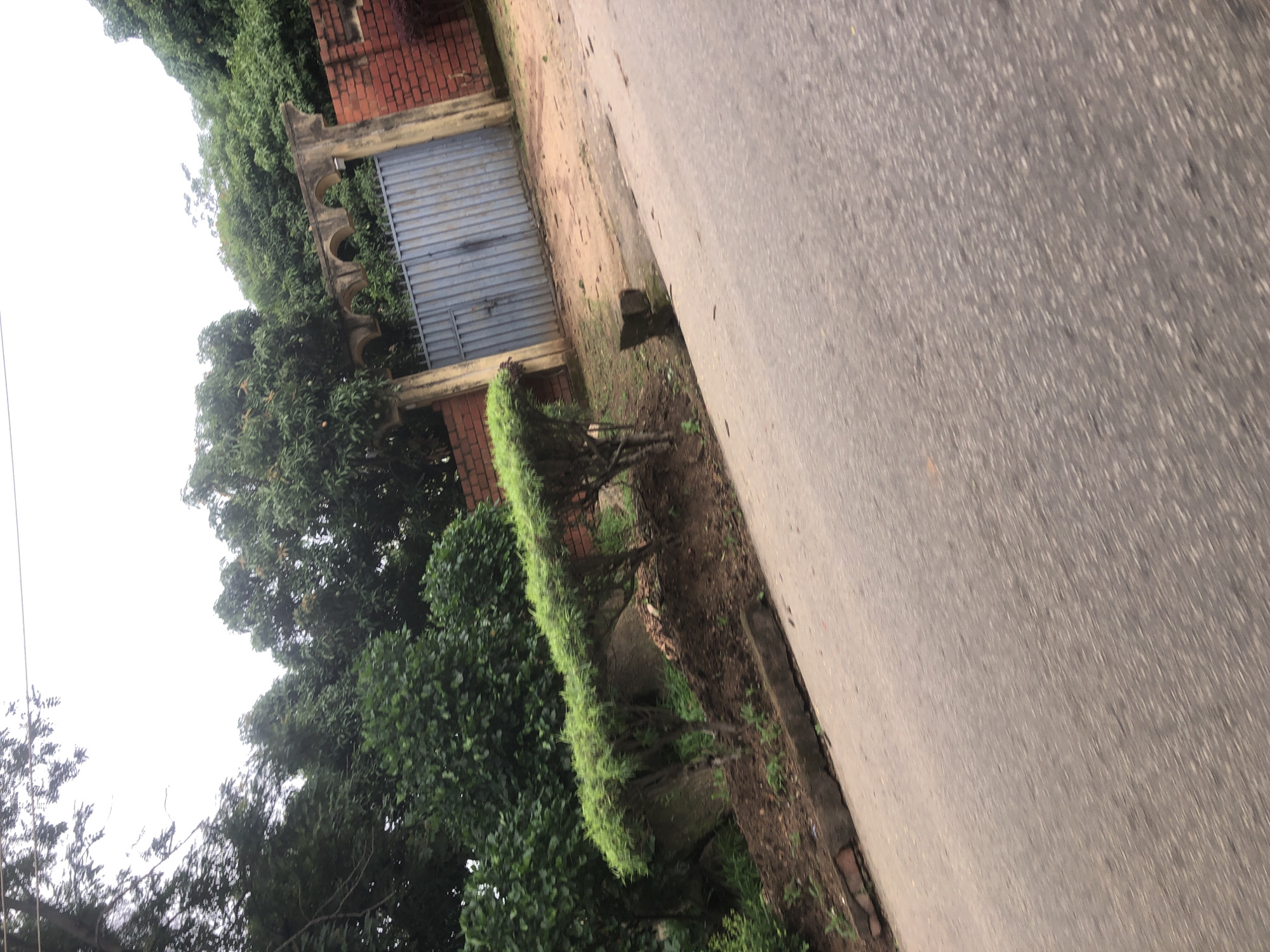 The image shows a slightly tilted view of a street scene in Kabong, Nigeria. The main subjects are a grey metal gate with vertical slats, set within a brick and concrete structure. To the left of the gate, lush green trees and foliage dominate the frame, suggesting a verdant environment. In front of the gate, a sculpted green hedge, shaped to resemble a quadruped, stands out as a decorative element. The ground around the hedge appears to be rough terrain with some loose soil and scattered debris.
To the right of the scene, a paved road stretches diagonally across the frame. The road surface is asphalt, showing signs of wear and tear with a rough texture. The sky above is overcast, indicating a cloudy or possibly rainy day. The overall lighting is diffused, suggesting it is daytime, but the exact time is difficult to determine. There is no visible text in the image. The setting appears to be a residential or institutional area, given the presence of a gate and the surrounding greenery. The image conveys a sense of normalcy, with no particular activity or emotion being conveyed, other than the natural beauty of the surroundings.