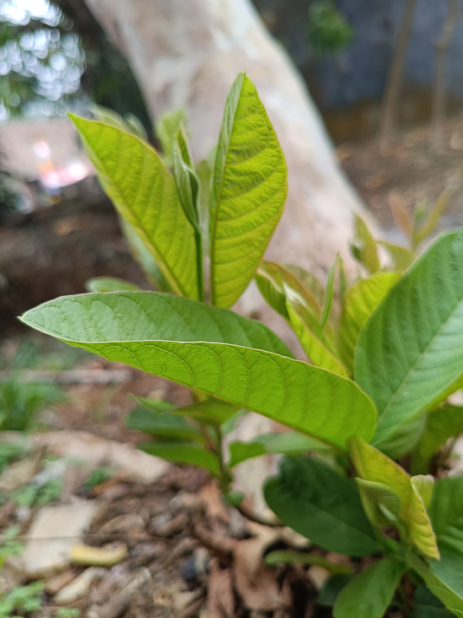 The image shows a close-up of green guava leaves with prominent veins. The background is blurred, featuring a light-colored tree trunk and earthy ground with some fallen leaves. There is no indication of any specific location in the city of Berekah, Indonesia, nor are there any people or actions depicted.