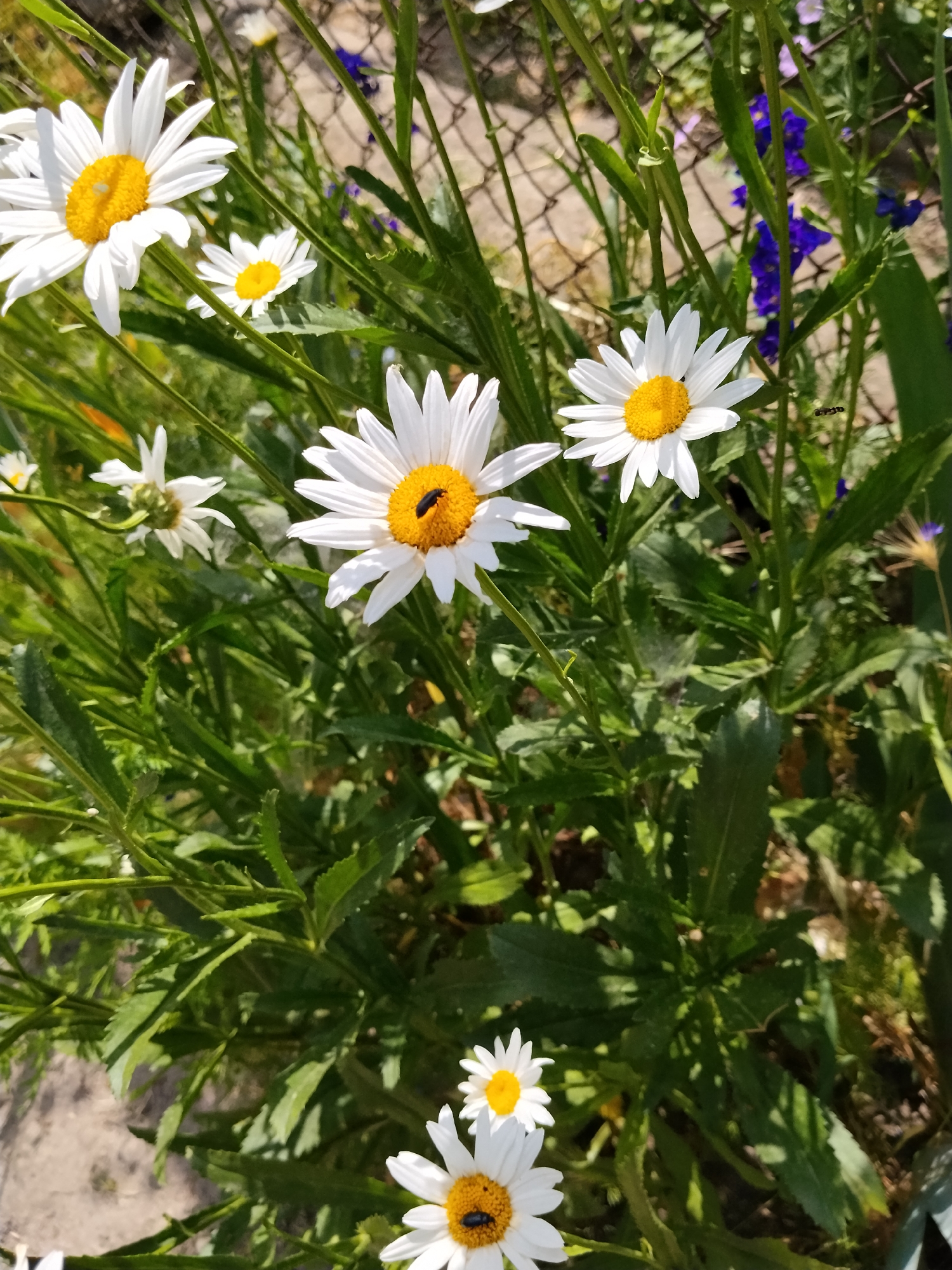 The image displays a close-up of several daisies in a garden setting. The daisies are white with yellow centers. One daisy in the foreground has a small black insect on its center. In the background, there is a chain-link fence and some purple flowers. The overall environment appears to be outdoors on a sunny day.