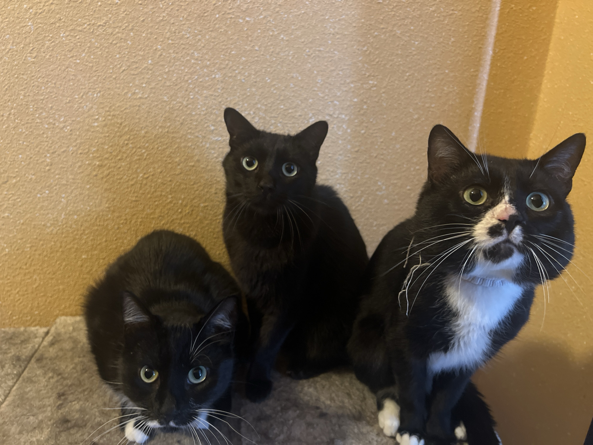 Three cats are sitting together on a gray surface, possibly a cat tree. The cat on the left is black and white with white whiskers and a white patch on its chest. The cat in the middle is entirely black. The cat on the right is black and white with white paws, a white chest, and white whiskers. The background is a textured, light-brown wall. There is no information about Sofia, Bulgaria in the image.