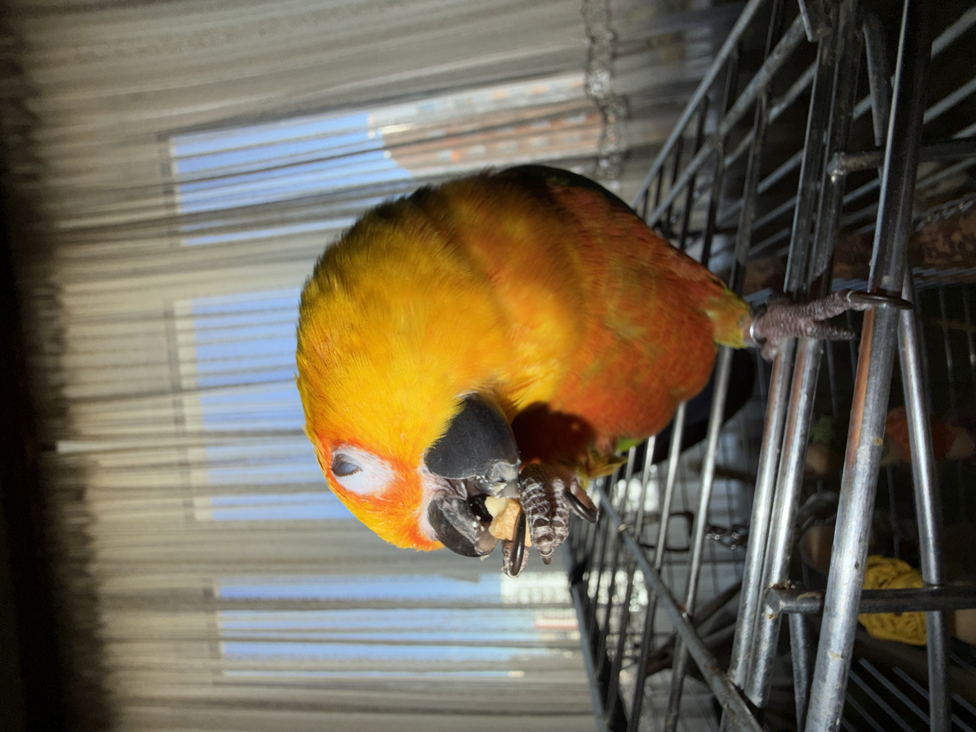A close-up shows a Sun Conure parrot perched on a metal cage, gripping the bars with its left foot. The bird's head is tilted downward, and it is eating a piece of food held in its claws. The parrot has yellow feathers on its head that transition to orange and red on its body. The background shows a window with closed blinds. The city of Khimki, Russia is not discernible in the image.