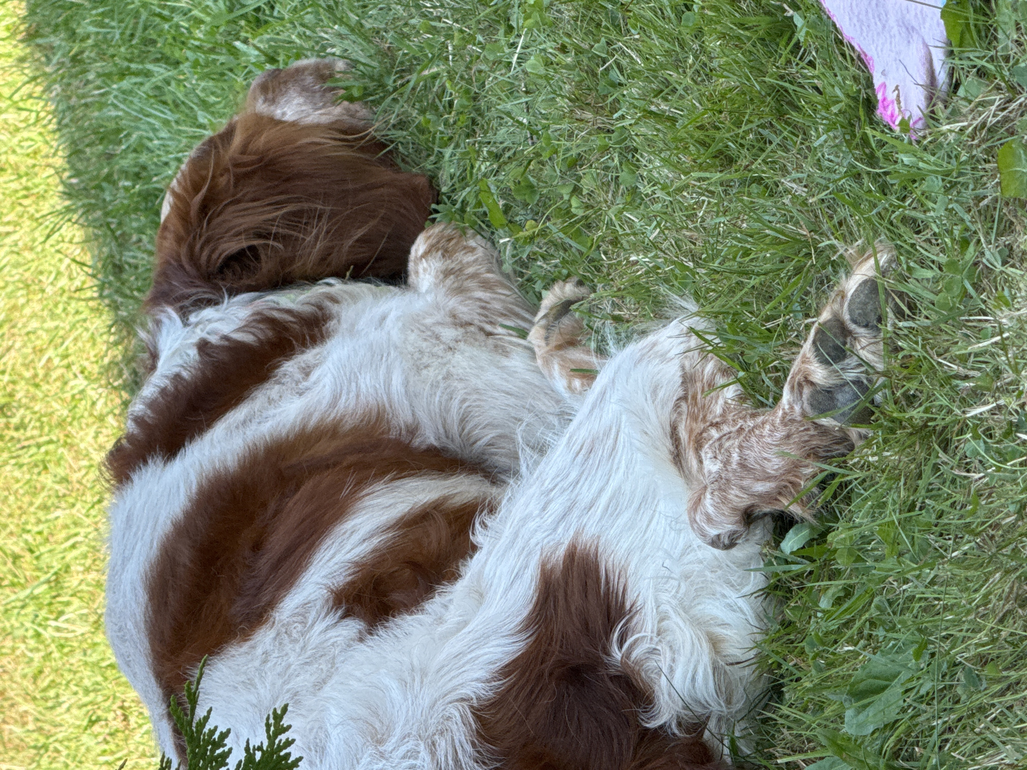 A medium-sized dog, predominantly white with large patches of reddish-brown, is sleeping curled up on a patch of green grass. The dog's head is tucked into its body, obscuring its face. Its paws are visible, one of which is resting near a piece of pink fabric. The environment is outdoors, likely a grassy area in Polańczyk, Poland, with the grass showing signs of being well-maintained. There are some green leaves and possibly some weeds interspersed with the grass. The lighting suggests it is daytime, with some shadows cast, indicating it may be partially shaded.