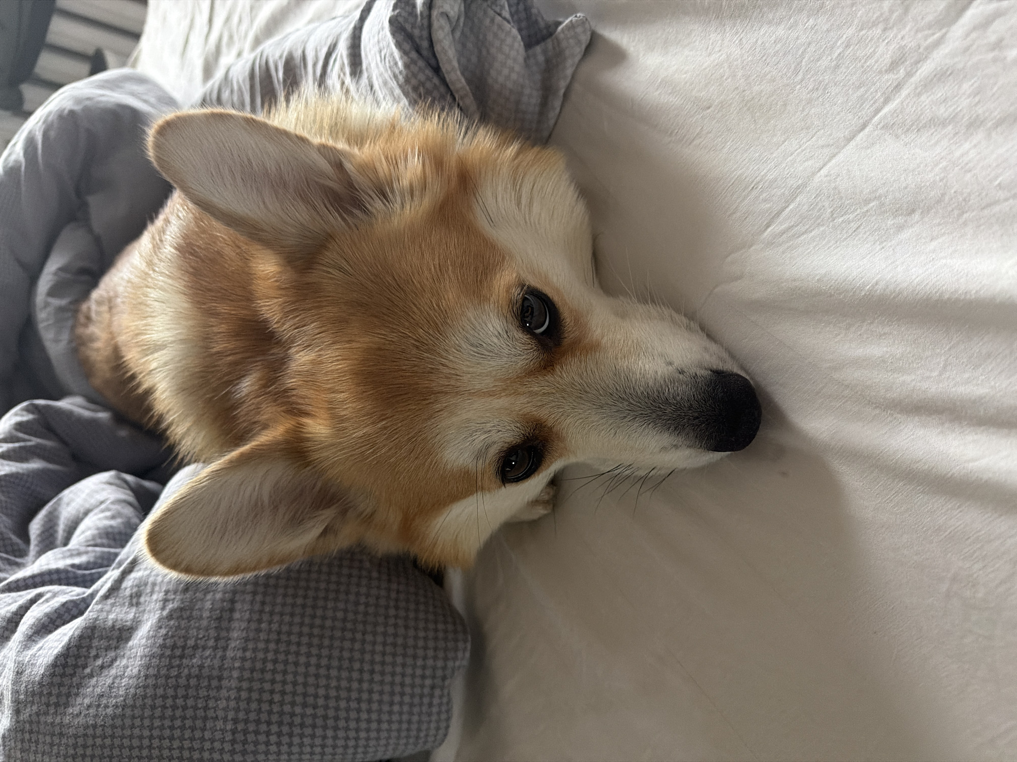 A close-up, high-angle shot depicts a corgi dog lying on a white bed with a gray patterned blanket pulled up around its body. The dog is positioned diagonally across the frame, with its head near the top right corner and its body extending towards the bottom left. The dog has a reddish-brown coat on its head and back, and a white face and chest. Its ears are erect and pointed. Its eyes are open and looking directly at the camera. The dog's nose is black and positioned near the bottom center of the frame. The background consists of a plain white bedsheet and a portion of the gray patterned blanket.
The location is not specified. The City of Chaikovsky, Russia, is not evident from the provided image.