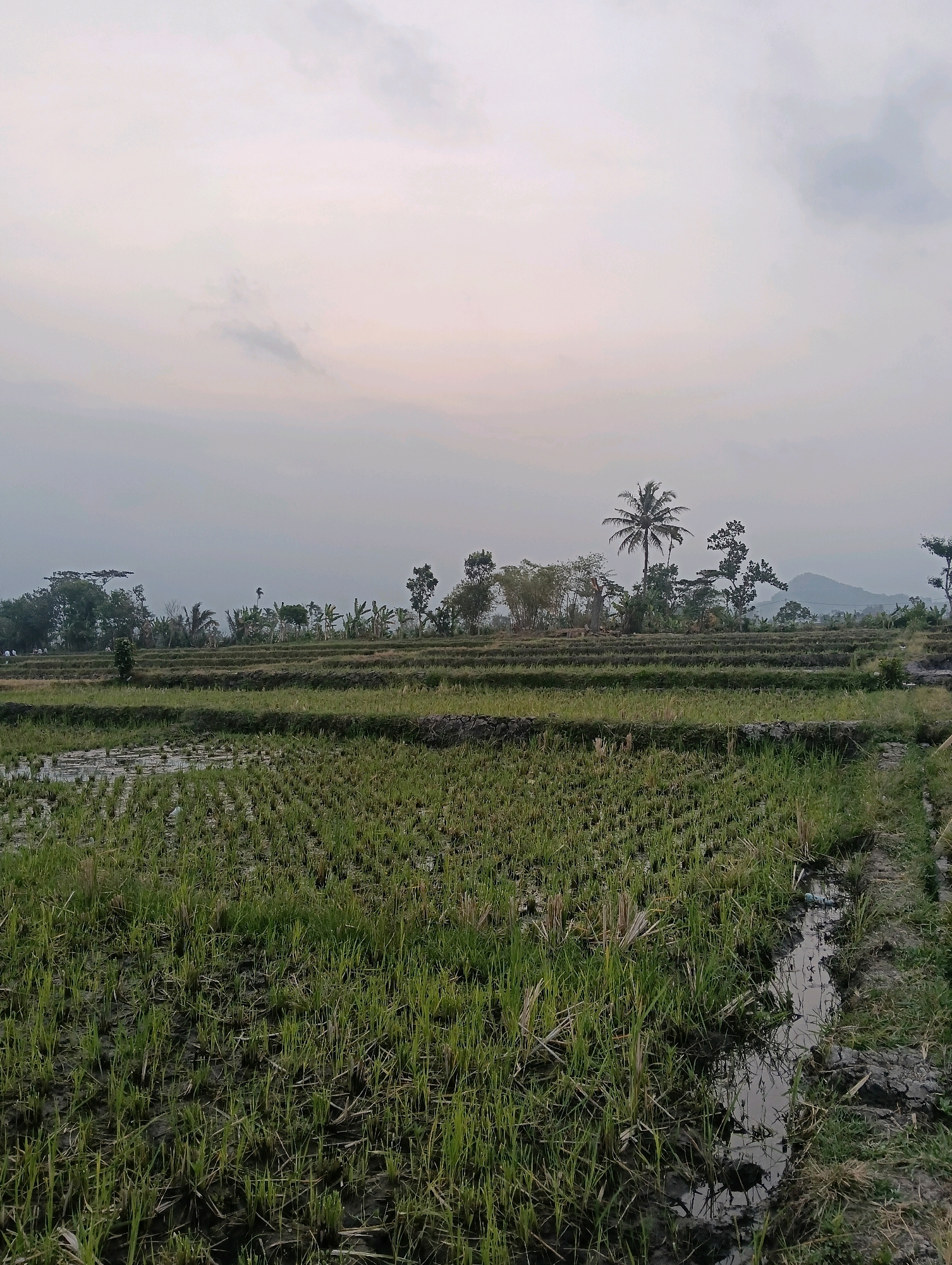 The image depicts a rural landscape at dusk, likely in Ampeldento, Indonesia. The foreground is a harvested rice field, with stubble of green grass growing from the muddy soil. A narrow, shallow irrigation ditch runs along the right side of the field, reflecting the overcast sky. In the middle ground, terraced fields are visible, also appearing to be recently harvested or prepared for planting, with dark soil and scattered green vegetation. A stone wall or embankment separates these terraces. The background is a line of various trees, including palm trees and other tropical foliage. In the far distance, a hazy silhouette of a hill or mountain range can be seen. The sky is a pale, hazy gray with subtle pink and orange hues near the horizon, indicating either sunrise or sunset. There are no people or animals clearly visible in the image. The overall atmosphere is tranquil and serene.