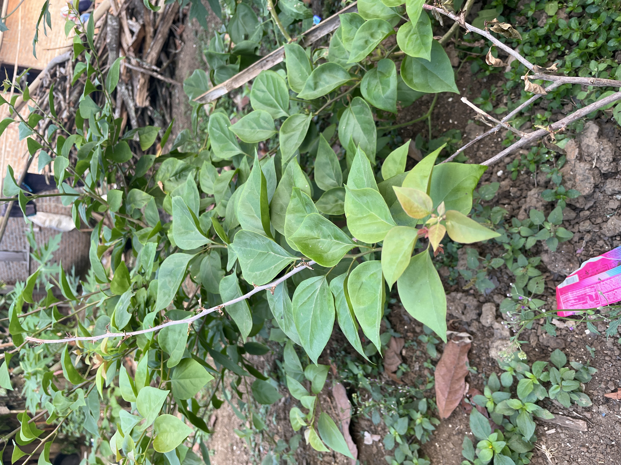 The image depicts a close-up view of a bougainvillea plant with lush green leaves. The plant's branches are thin and some appear dry and bare. The ground beneath the plant is covered with soil, dry leaves, and small green weeds. In the background, a pile of wood is visible, along with parts of a building. The scene appears to be outdoors in a residential or garden area in Kebumen, Indonesia. The lighting suggests it might be late afternoon or early morning, with soft natural light illuminating the foliage. No people are clearly visible in the image. A small portion of a pink and white object, possibly packaging, is visible in the lower foreground.