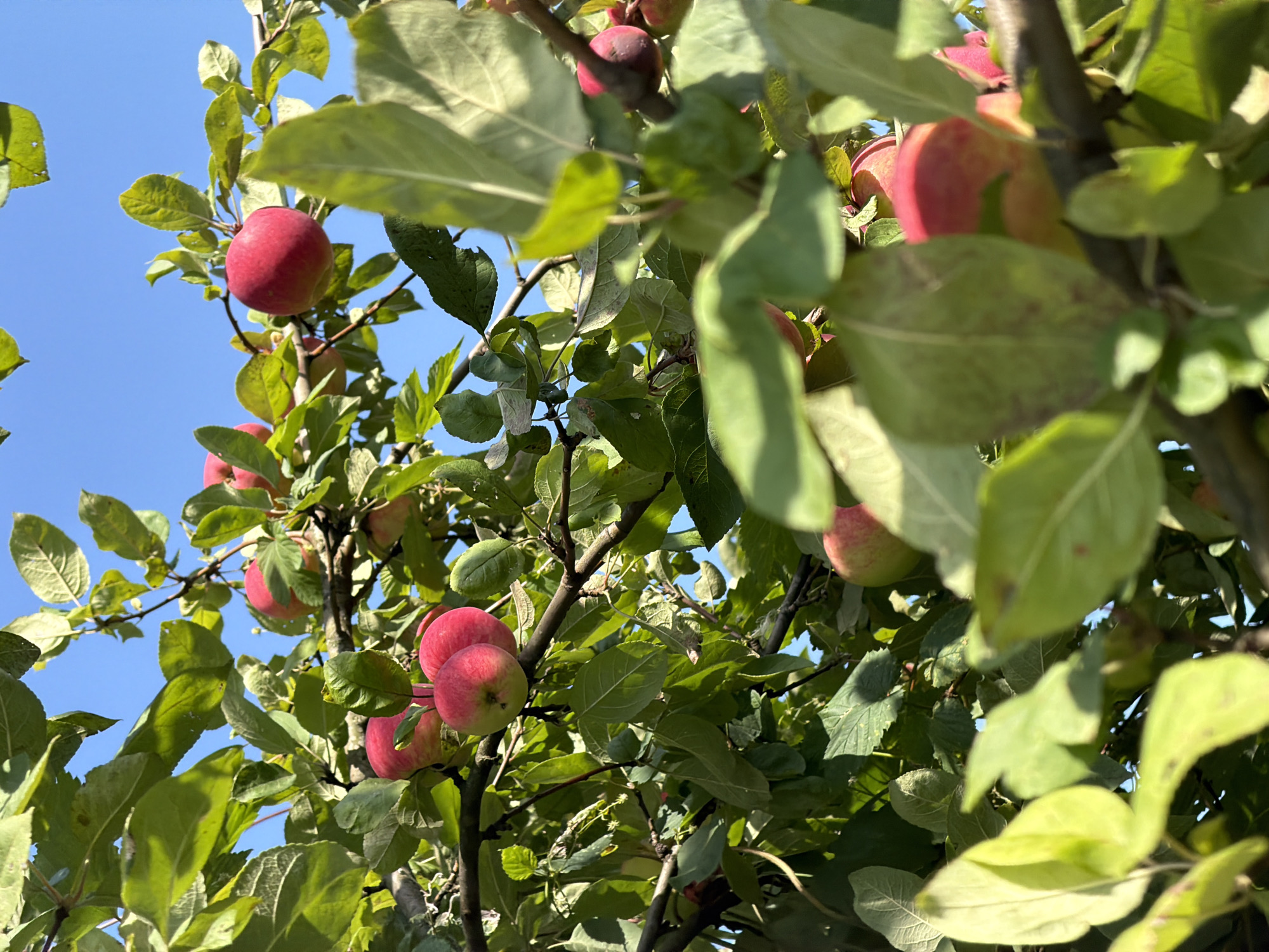 This is a medium shot, eye-level photograph of ripe red apples hanging from tree branches against a bright blue sky. The apples are varied in their ripeness, with some showing a bright red hue and others a lighter pinkish-red. The leaves of the apple tree are a vibrant green, with some showing hints of yellowing, indicating the approaching autumn season. The branches are dark brown and sturdy, supporting the weight of the fruit. The image is taken outdoors, suggesting a natural environment such as an orchard or a garden. The lighting is bright, indicating a sunny day. No people or animals are visible in the frame. The scene suggests a harvest time or a moment of natural abundance. The location is specified as Gorki Leninskiye, Russia.