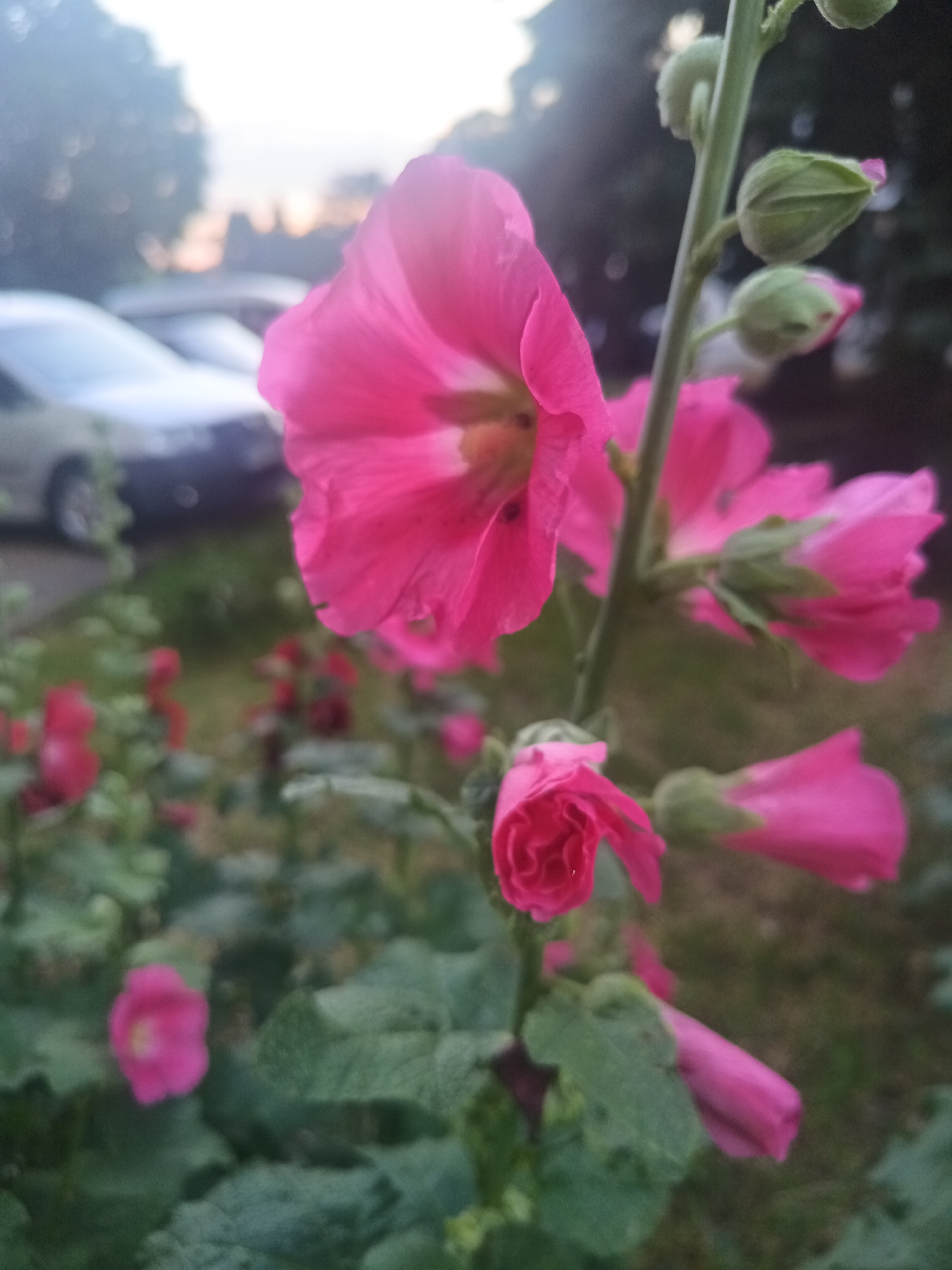 The image shows a close-up of pink hollyhock flowers in bloom, with several buds also visible on the stem. The flowers are vibrant and detailed, with delicate petals and stamen. In the background, out of focus, are a few cars parked on a street, suggesting an urban setting. Trees and foliage are also present, indicating a garden or park area. The lighting suggests it is either early morning or late evening. The specific location in Uzhhorod, Ukraine, cannot be determined from the visual information provided.