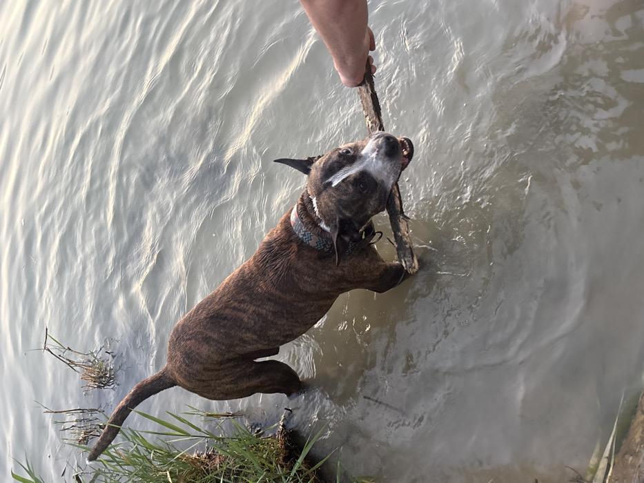 A brindle dog stands in murky water, holding a stick offered by a hand from above. The dog has white markings on its face and is wearing a patterned collar. Grass lines the bottom left corner of the frame where the dog's tail is submerged. The water appears calm and reflects light, creating soft highlights.