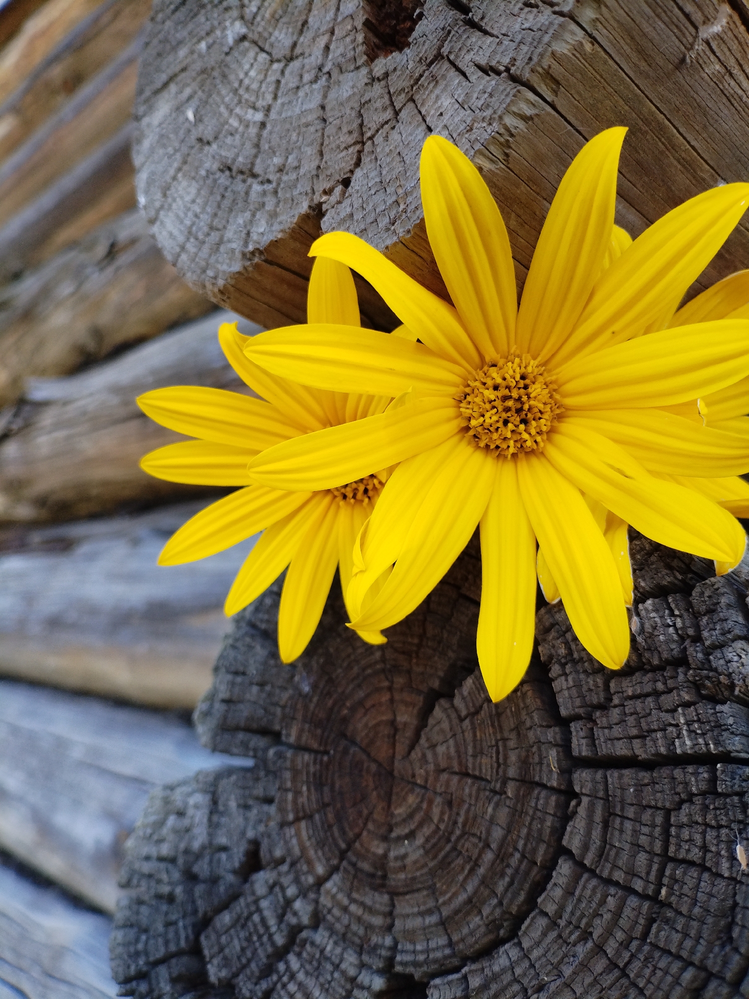 Two bright yellow flowers with pointed petals are positioned in the foreground of the image, resting against weathered wooden logs. The logs appear to be part of a rustic structure, possibly a fence or building, with visible grain and rough textures. The background is out of focus, showing more of the wooden logs, suggesting an outdoor setting. The lighting highlights the vibrant color of the flowers against the muted tones of the wood. The scene evokes a natural and rustic aesthetic. The location is Bialynichy, Belarus.