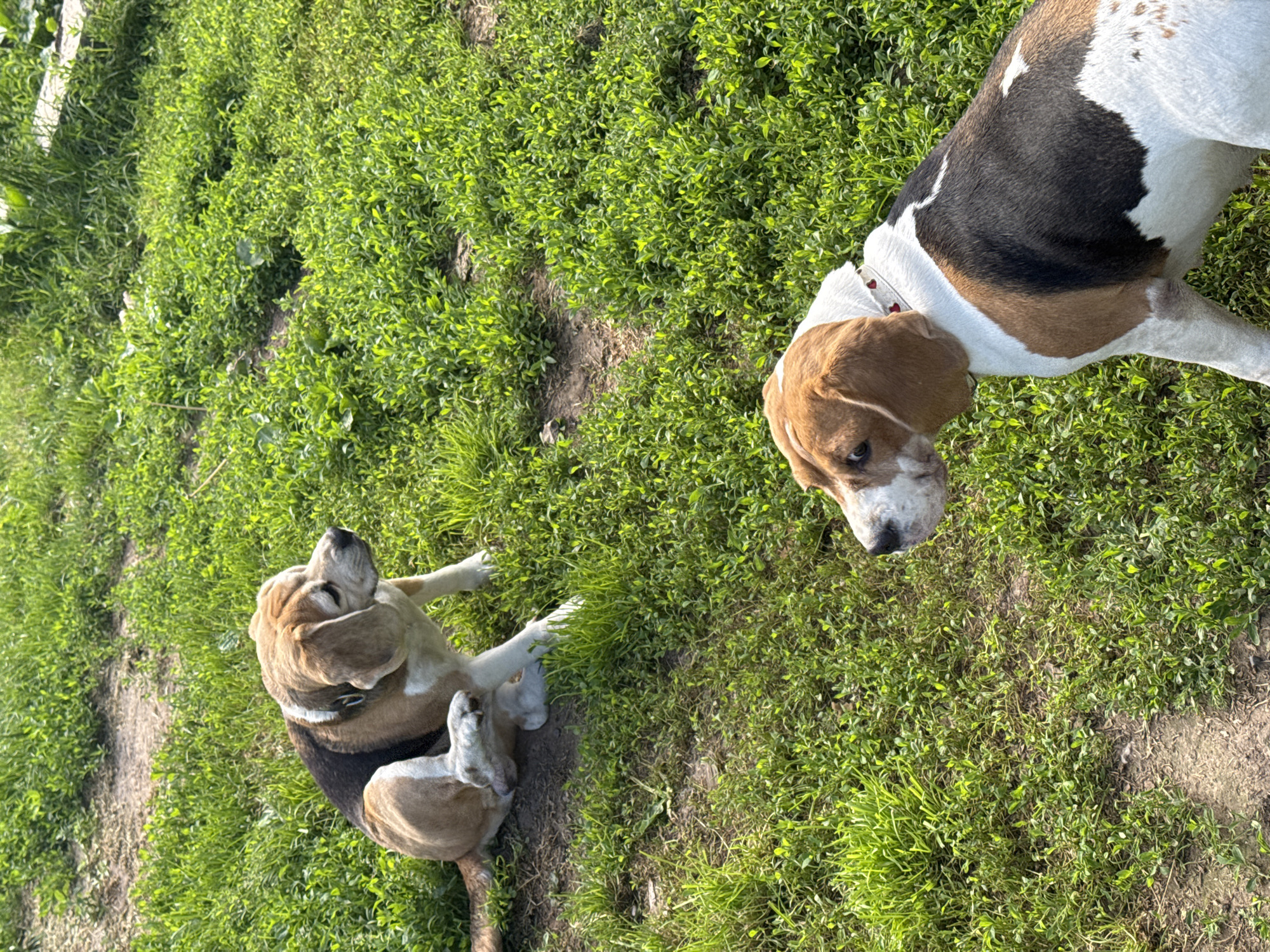 Two beagle dogs are in a grassy outdoor area. The dog in the foreground is facing to the left, showing its side profile. It has a tri-color coat of brown, black, and white, and is wearing a white collar with red heart details. The dog in the background is sitting down and scratching its ear with its hind leg. It also has a tri-color coat. The ground is covered in green grass and some patches of bare dirt. The lighting suggests it is a sunny day. The location is identified as the city of Rusalevka, Russia.