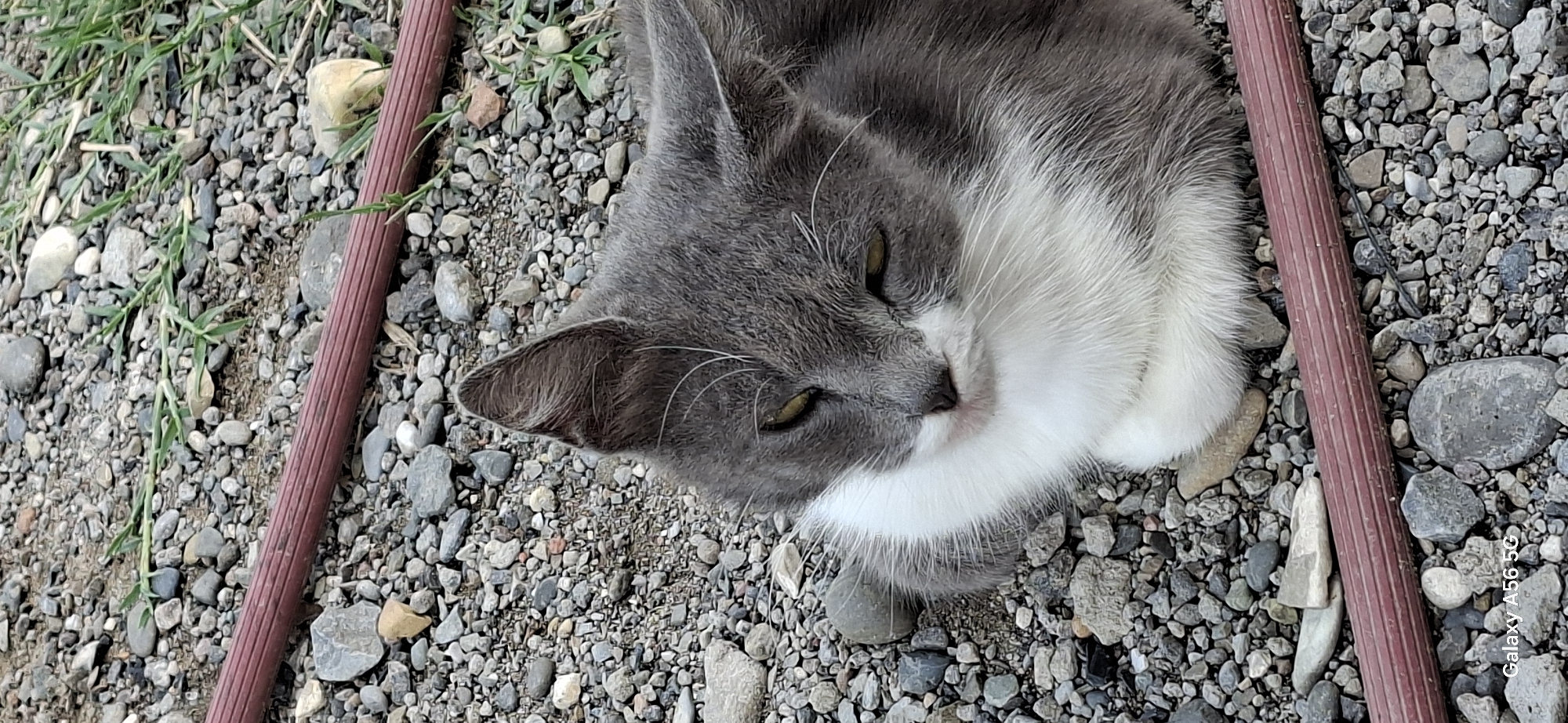 The image depicts a close-up, high-angle view of a gray and white cat resting on a gravel surface. The cat is positioned in the center-right of the frame, with its head tilted slightly downwards and its eyes partially closed, suggesting it is relaxed or sleeping. Its fur is a mix of gray and white, with distinct markings on its face and chest. The background consists of various-sized gray and brown pebbles, with a few blades of green grass interspersed. A reddish-brown, ridged object, possibly a hose or a piece of equipment, runs horizontally across the lower-middle section of the image. The scene appears to be outdoors, in a natural or semi-natural setting. There is no visible indication of the specific location within the city of Tbilisi, Georgia.