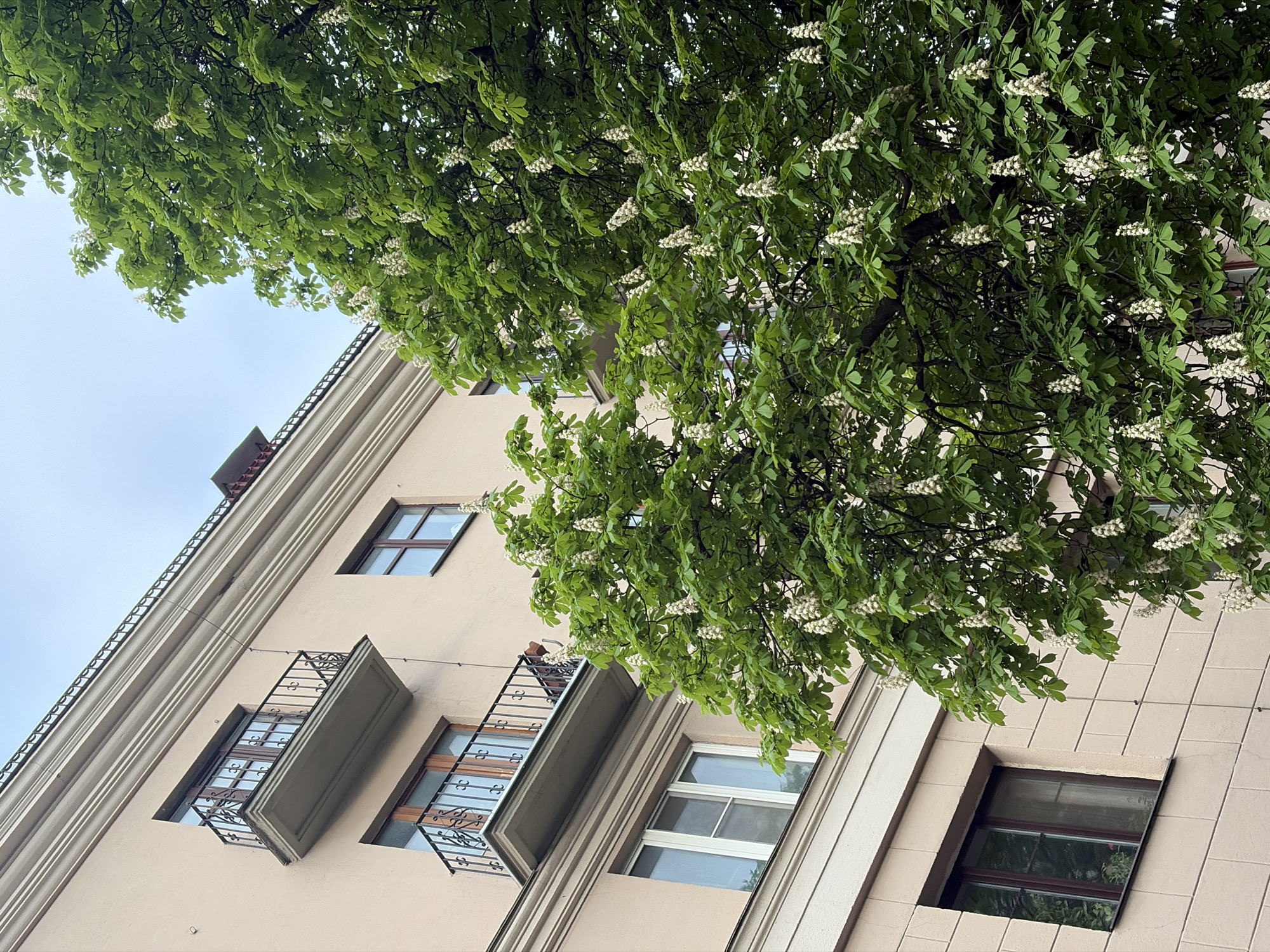 The image shows a multi-story building with a tree in full bloom obscuring parts of the facade. The building is light beige in color and features windows with dark frames. Some of the windows have small balconies with ornate iron railings. The tree has green leaves and clusters of small white flowers. The sky is a pale blue-gray. The building appears to be located in an urban area, but the specific location within the city of Unknown, Unknown cannot be determined from the image alone.