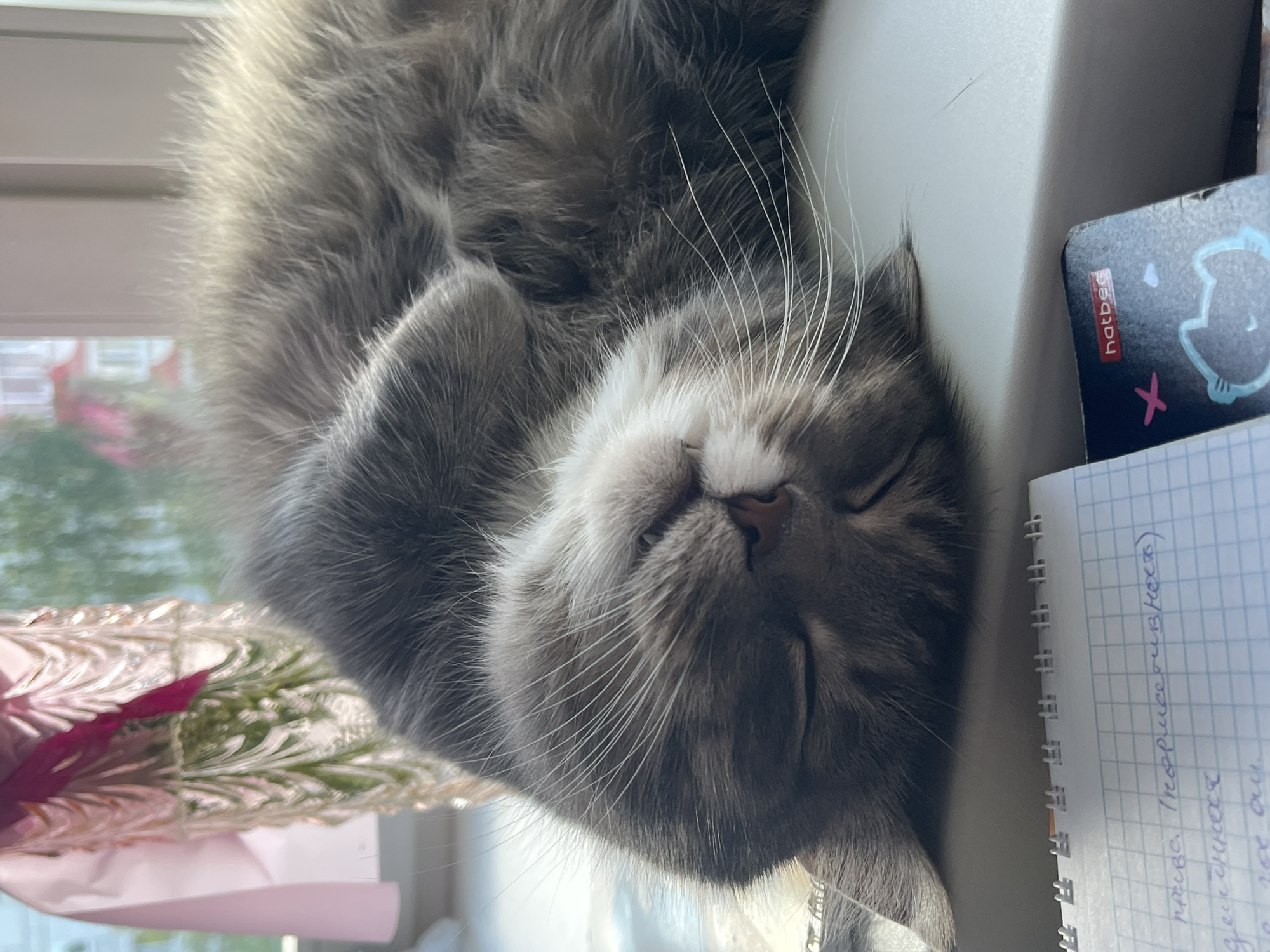 A grey domestic cat lies on its back, asleep, on a white windowsill or ledge. Its eyes are closed, and its front paws are curled onto its chest, exposing its light-colored belly fur and muzzle. Prominent white whiskers extend from its snout. The cat's fur exhibits shades of grey, with subtle tabby markings visible on its body.
To the upper left of the cat, a decorative, translucent vase with a fluted or ruffled design contains green plant material and a pink ribbon. Beyond the vase and through a window, blurred distant buildings with red roofs and green foliage are visible under daytime lighting.
In the lower left foreground, a spiral-bound notebook with blue grid lines displays handwritten Russian text, including "приве. (нормотивность)", "действится", and "не что ли.". To its right, a dark-colored notebook or planner is visible, featuring a red "hatber" logo and a light blue cat silhouette.
The environment is a domestic interior, illuminated by natural light from the window. The presence of Russian text on the notebook indicates a Russian-speaking setting; however, the specific city of Chaikovsky, Russia, cannot be confirmed from the visual information provided within the image.