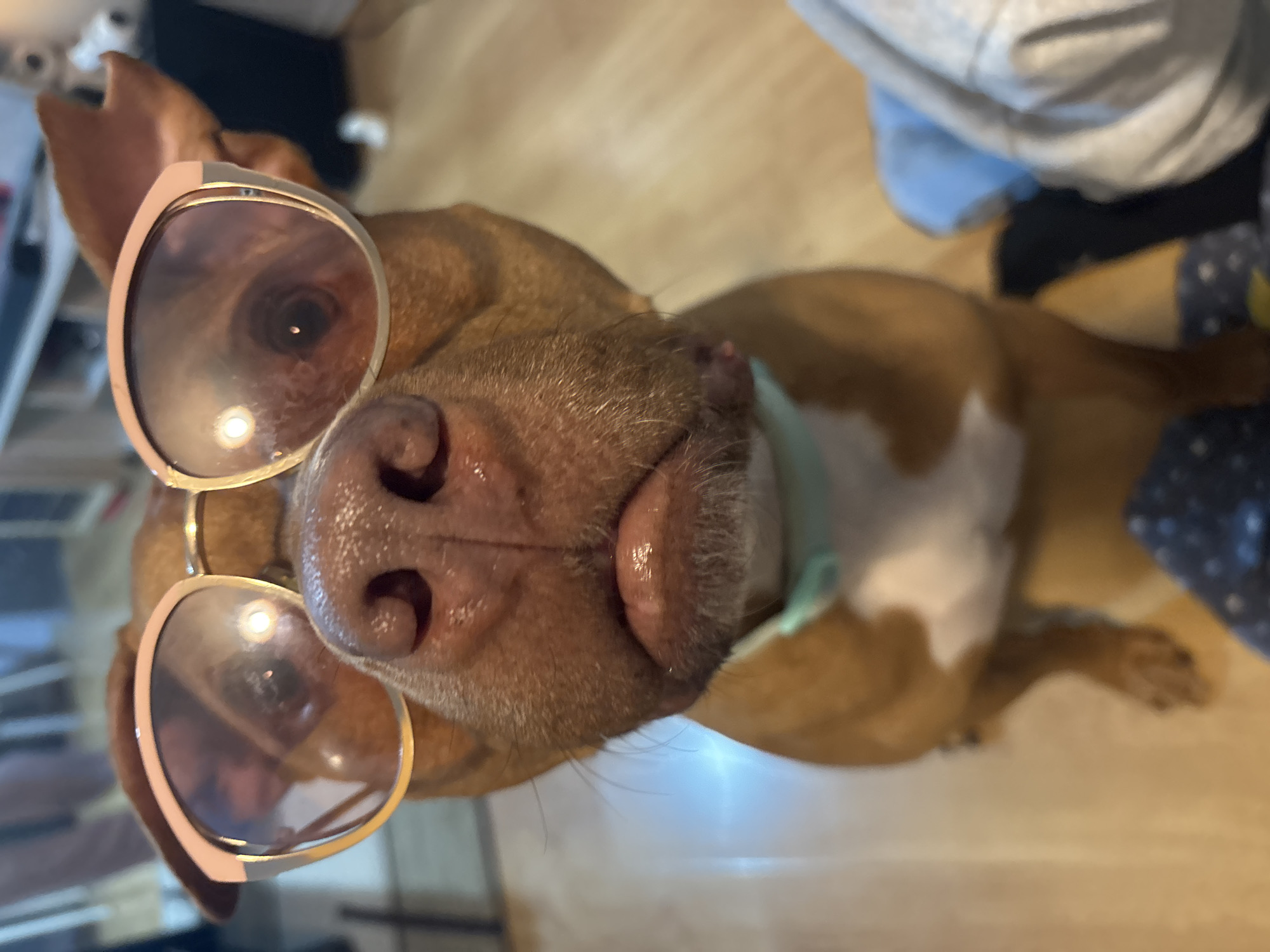 A close-up, upward-angled shot captures a brown dog, possibly a Pitbull mix, wearing rose gold-framed sunglasses. The dog's snout, with prominent nostrils and whiskers, fills the center of the frame, indicating the camera is very close to its face. Its reddish-brown fur is visible, along with a hint of white fur on its chest and a light blue or mint green collar around its neck.
The dog is looking directly towards the camera, with its eyes obscured by the dark lenses of the sunglasses. Reflections in the lenses show blurred indoor surroundings, including what appears to be a light source. In the background, out of focus, parts of a person wearing a grey sweatshirt and dark clothing are visible, suggesting they are sitting or lying near the dog. Another blurred fabric, blue with white polka dots, is also seen. The floor beneath the dog is a light-colored wooden surface.
The scene appears to be an indoor setting, presumably a home, in Sofia, Bulgaria. The overall impression is playful and humorous, highlighting the dog's costume. There is no visible text in the image. The time of day cannot be determined from the indoor lighting.